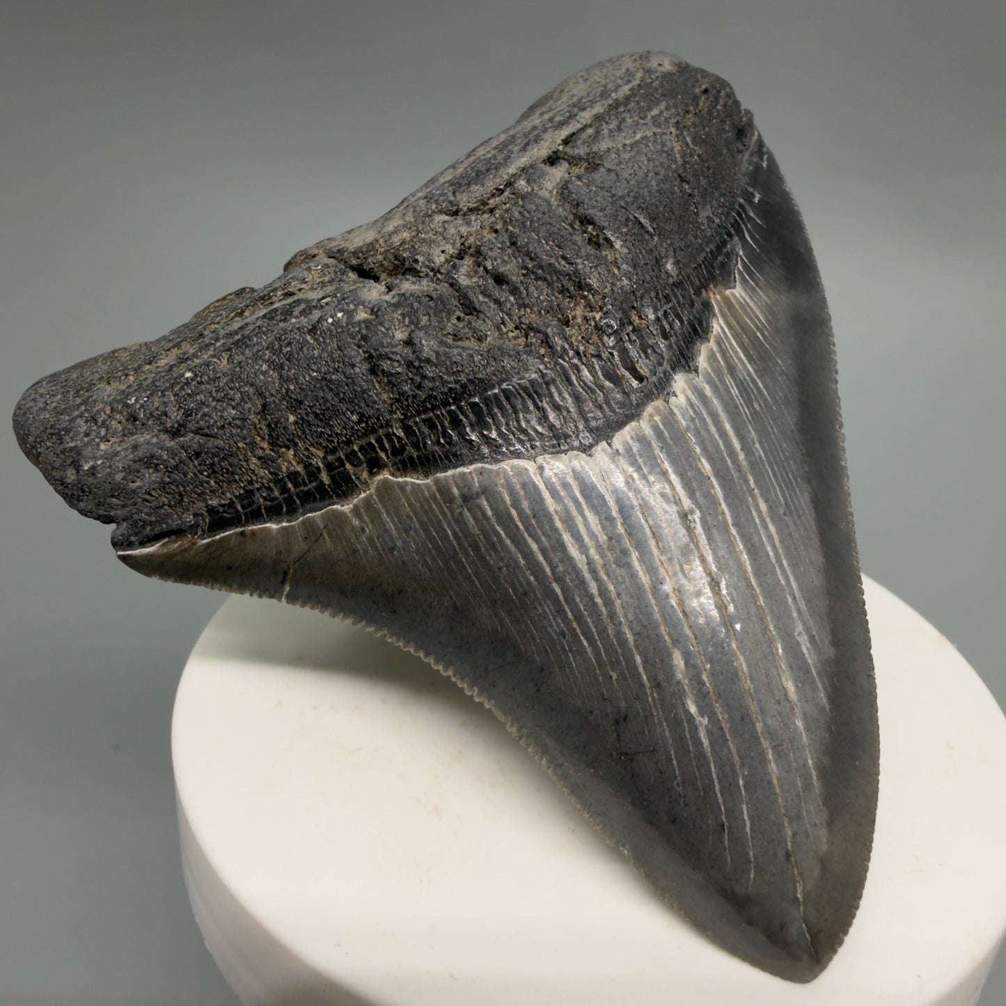 Front Left View Colorful, sharply serrated 3.29" Fossil Megalodon Tooth from South Carolina CM6248