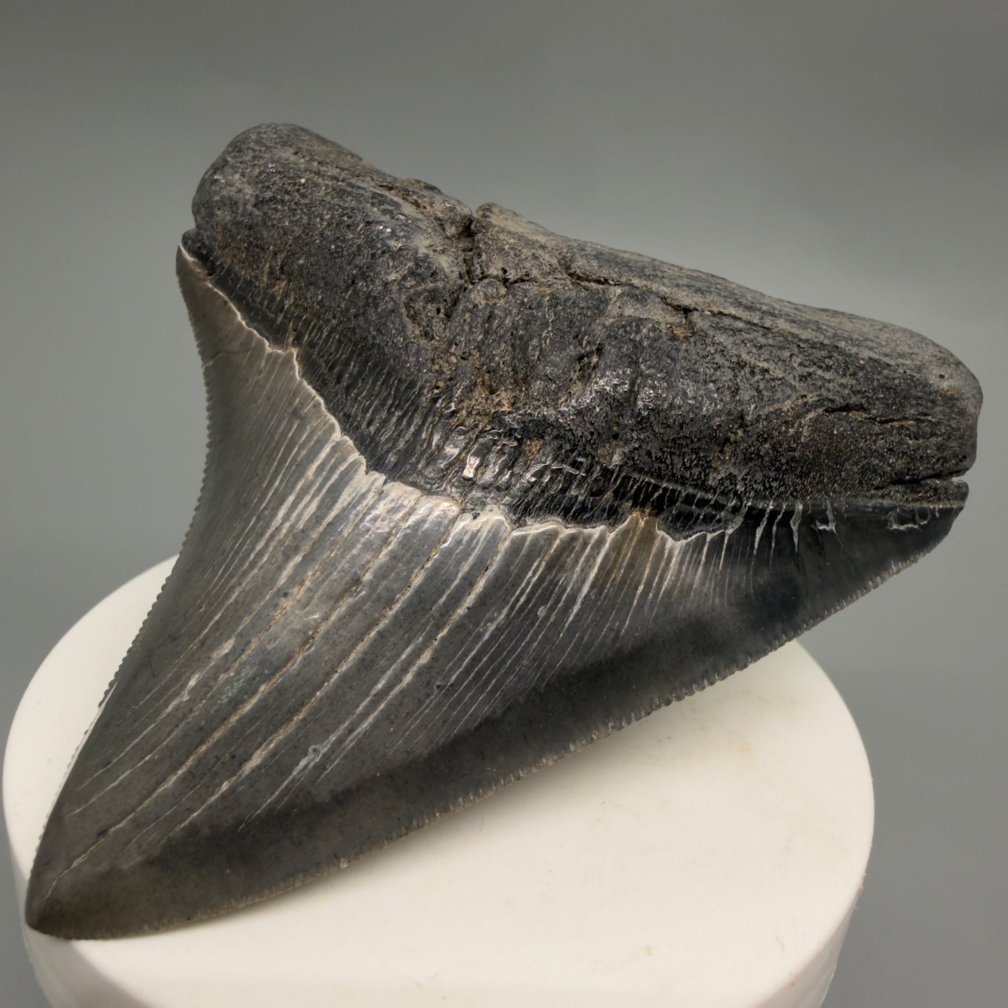 Front Right View Colorful, sharply serrated 3.29" Fossil Megalodon Tooth from South Carolina CM6248