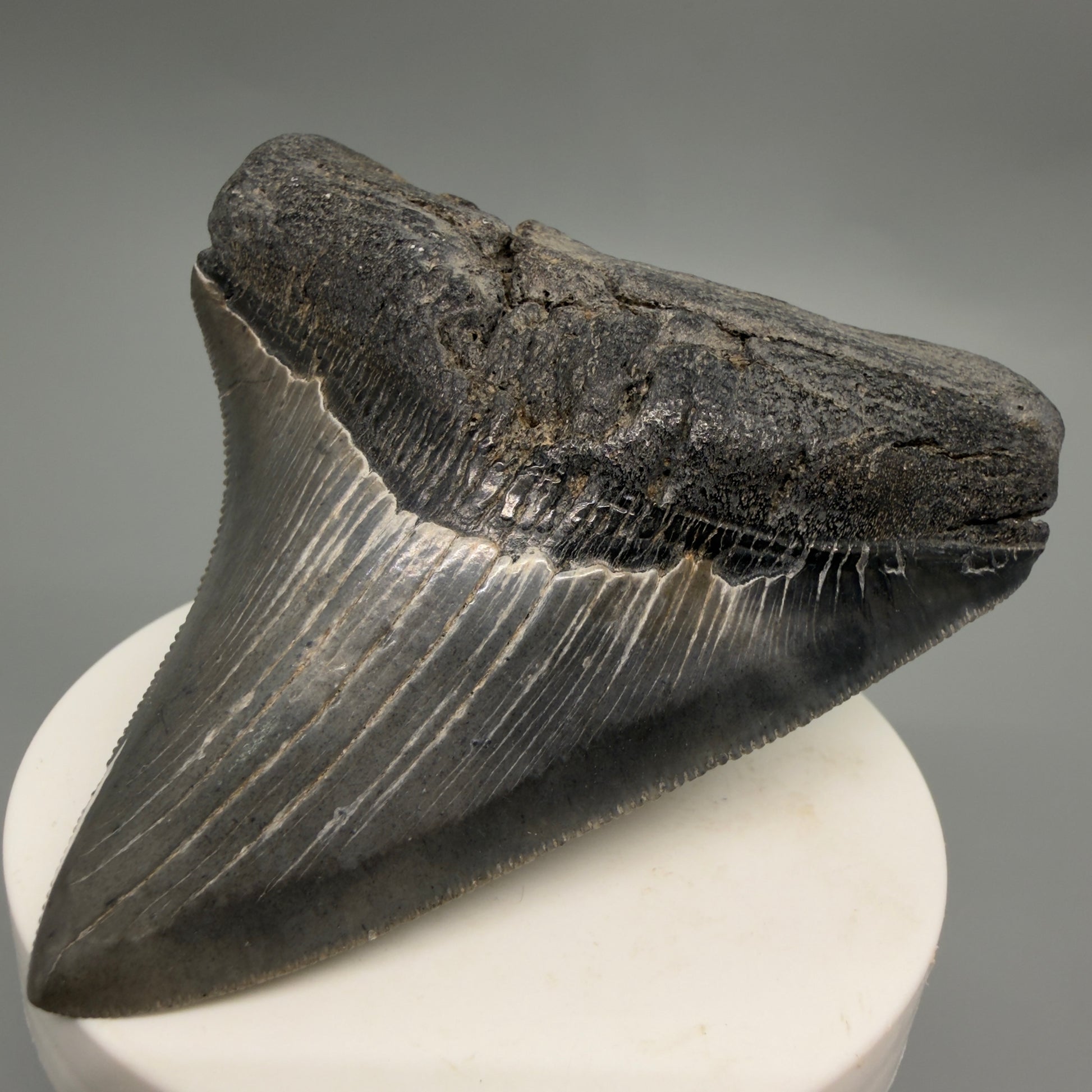 Front Right View Colorful, sharply serrated 3.29" Fossil Megalodon Tooth from South Carolina CM6248