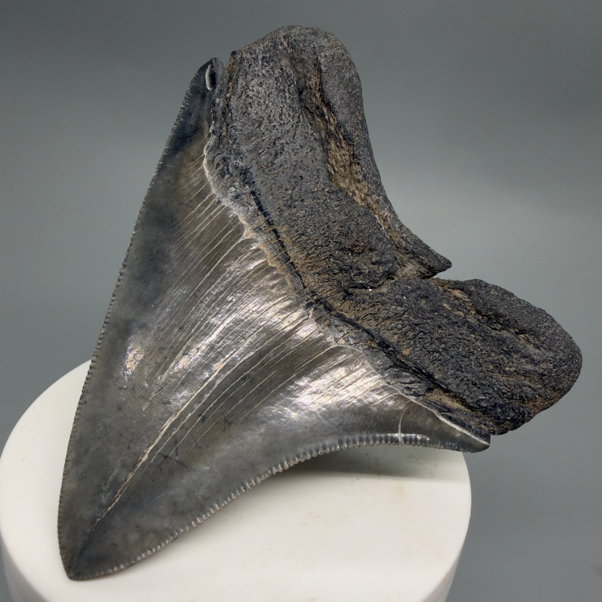 Back Right View Colorful, sharply serrated 3.29" Fossil Megalodon Tooth from South Carolina CM6248