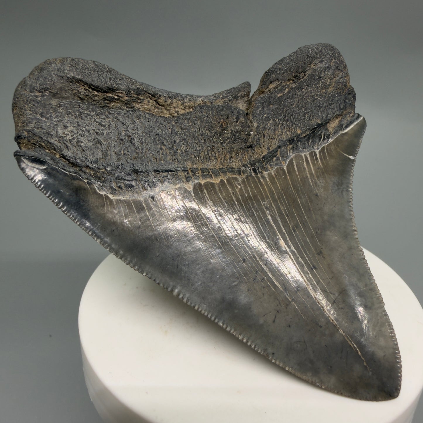 Back Left Right View Colorful, sharply serrated 3.29" Fossil Megalodon Tooth from South Carolina CM6248