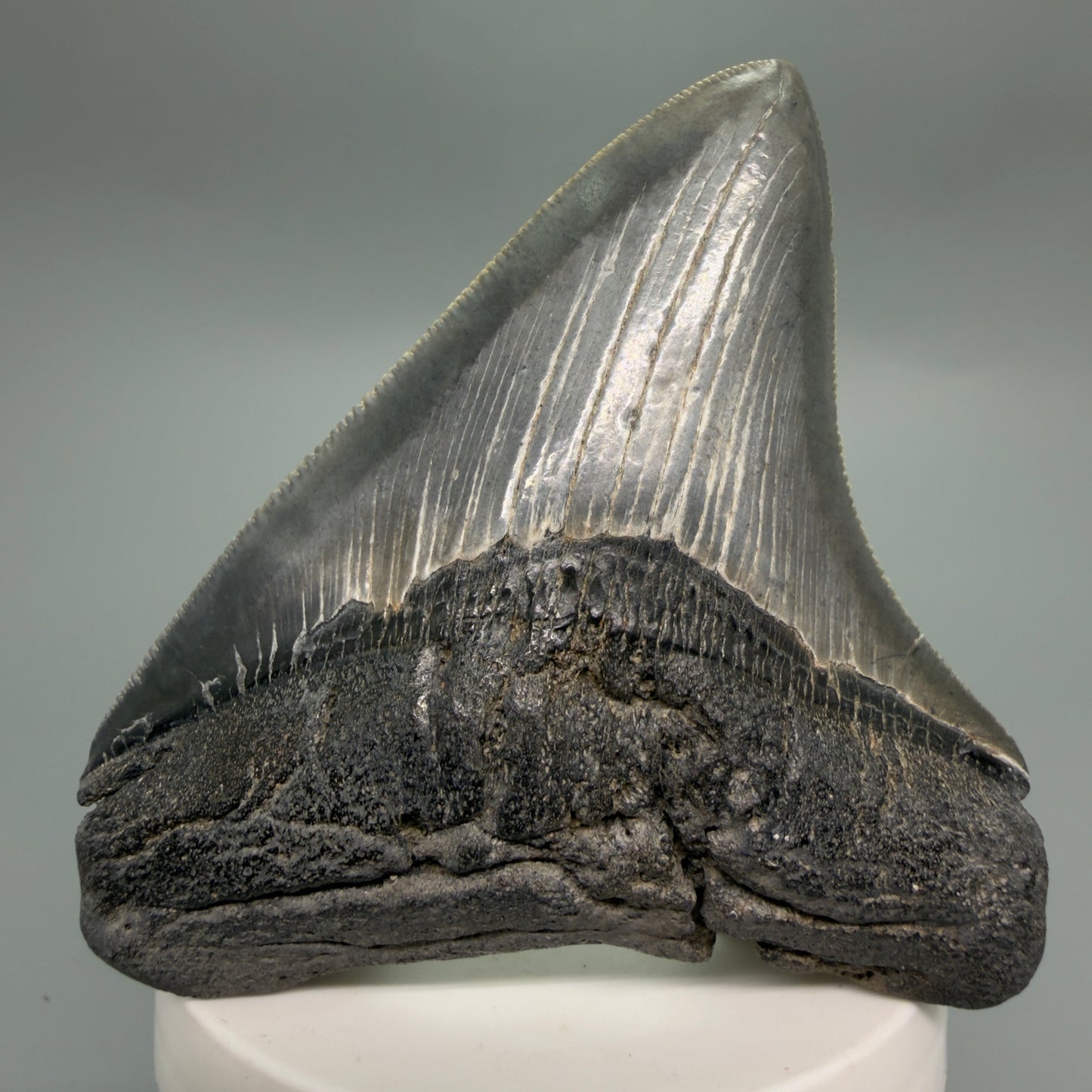 Front View Colorful, sharply serrated 3.29" Fossil Megalodon Tooth from South Carolina CM6248 - 2