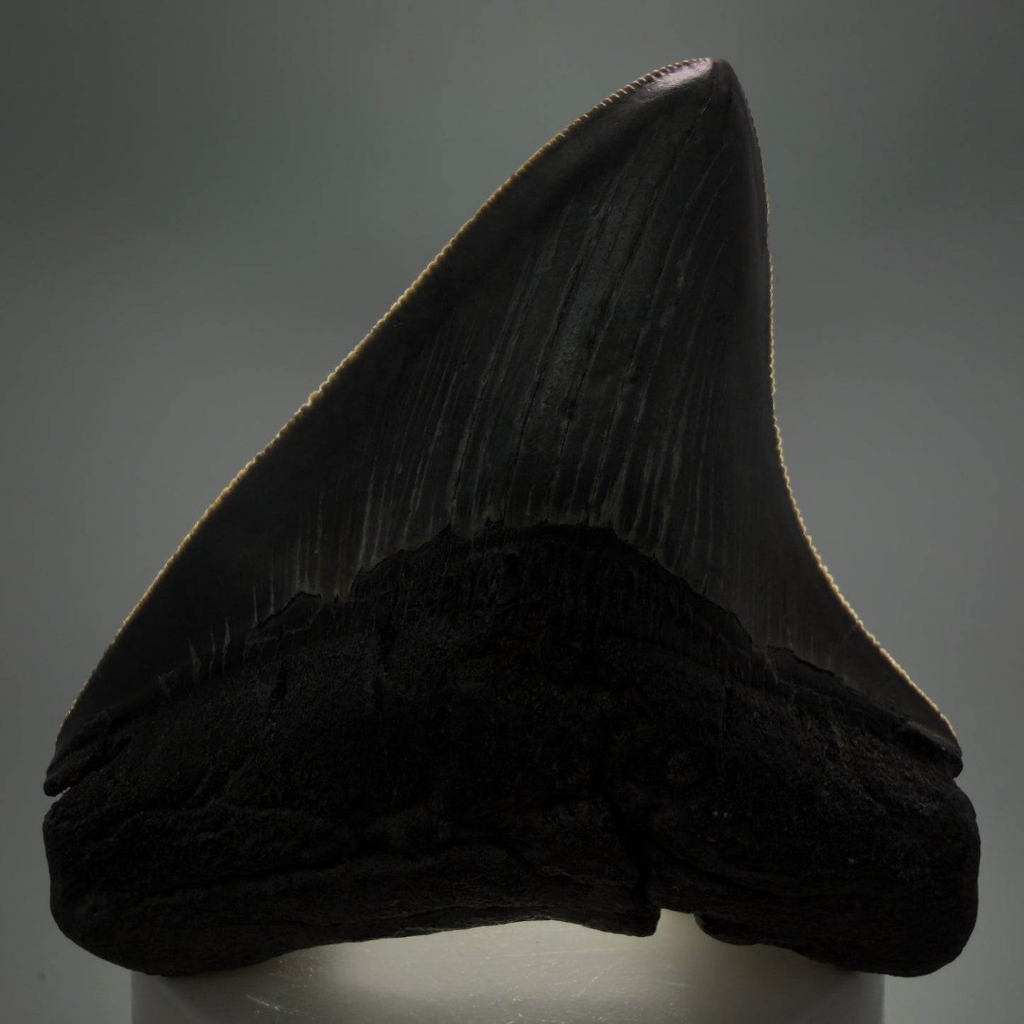 Front View Colorful, sharply serrated 3.29" Fossil Megalodon Tooth from South Carolina CM6248 - 1