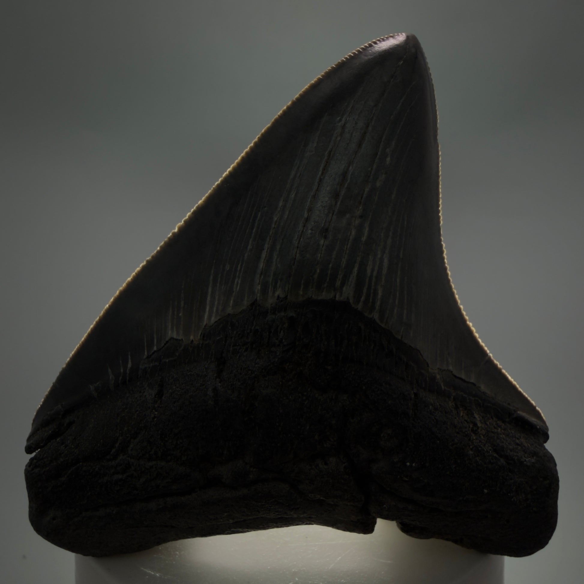 Front View Colorful, sharply serrated 3.29" Fossil Megalodon Tooth from South Carolina CM6248 - 1