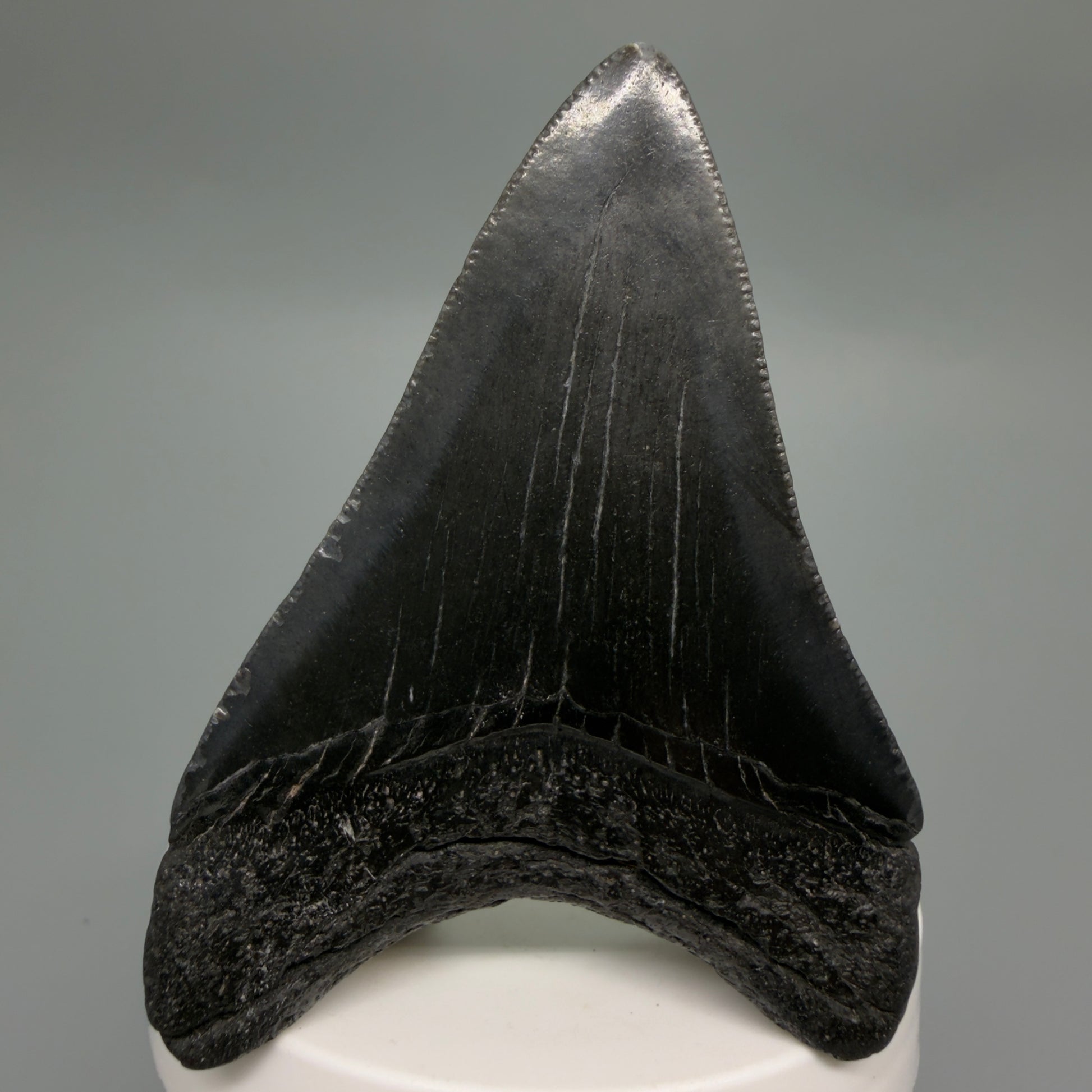 Back View Dark colors 3.00" Megalodon Tooth from South Carolina CM6246