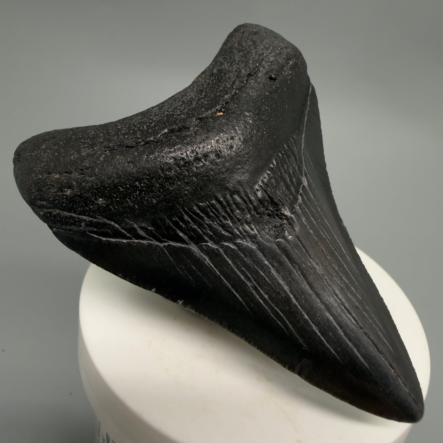 Front Left View Dark colors 3.00" Megalodon Tooth from South Carolina CM6246