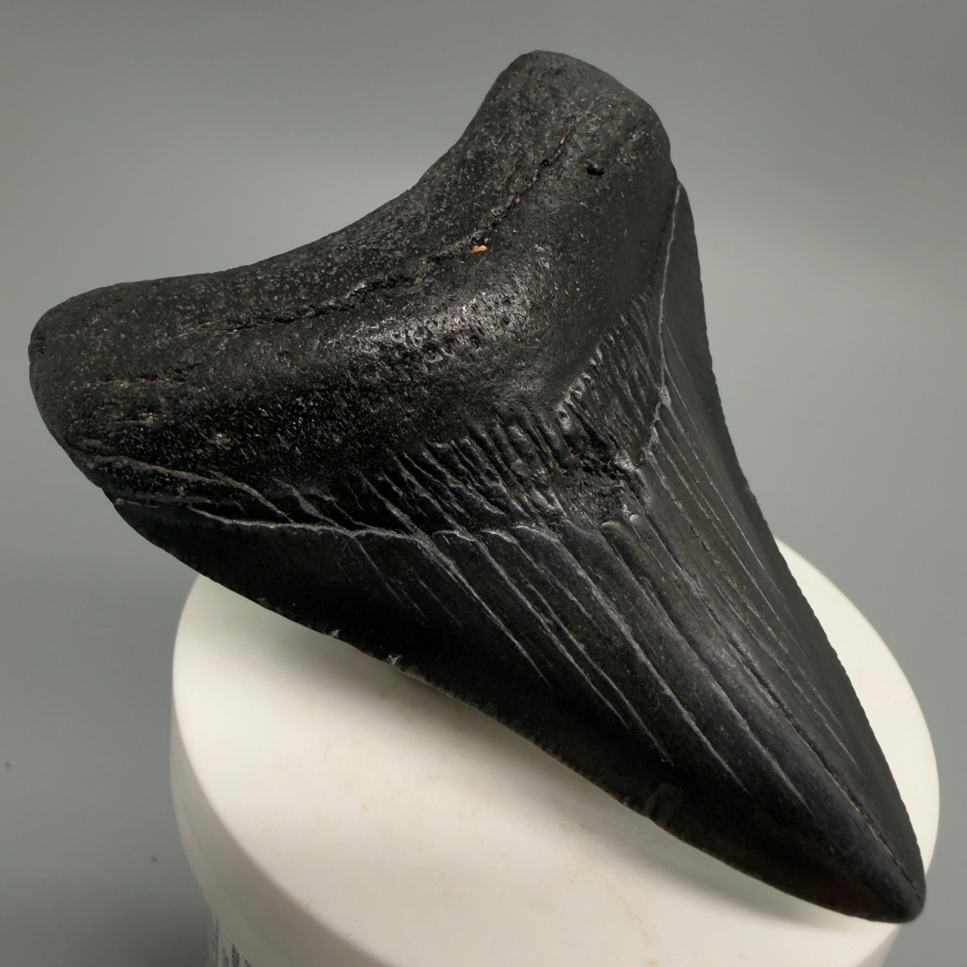 Front Left View Dark colors 3.00" Megalodon Tooth from South Carolina CM6246