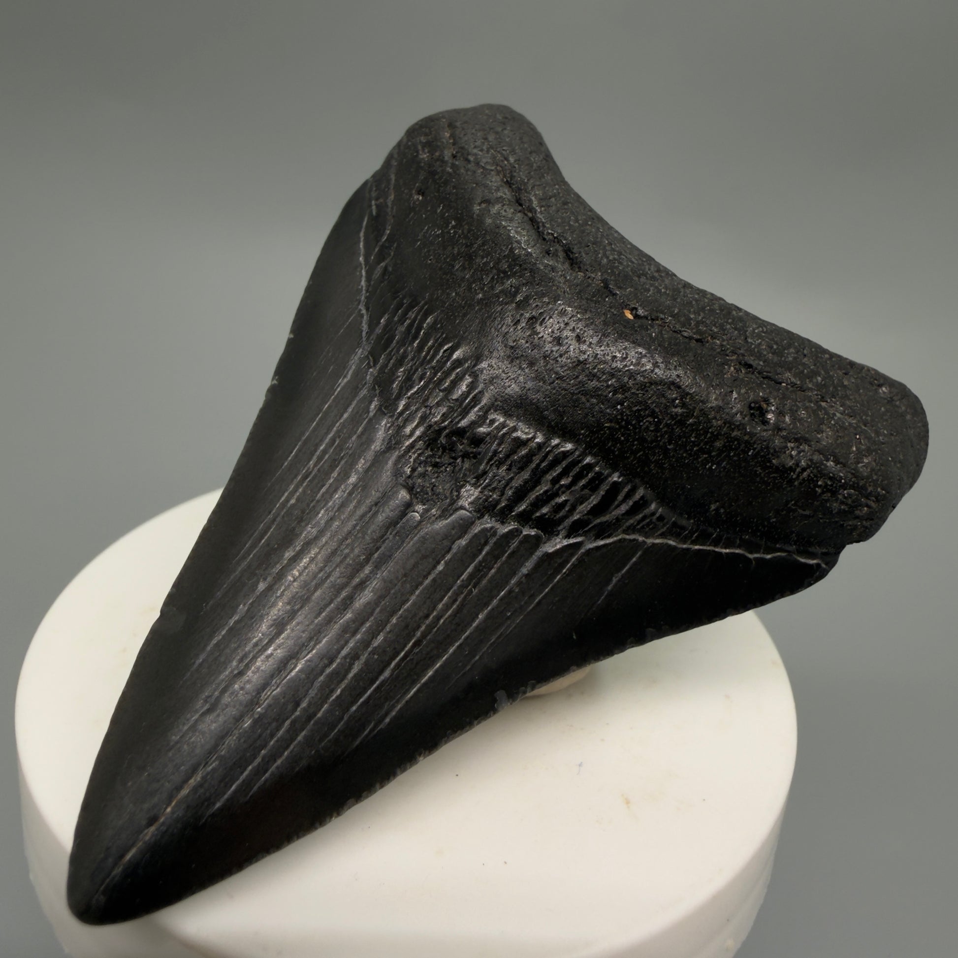 Front Right View Dark colors 3.00" Megalodon Tooth from South Carolina CM6246