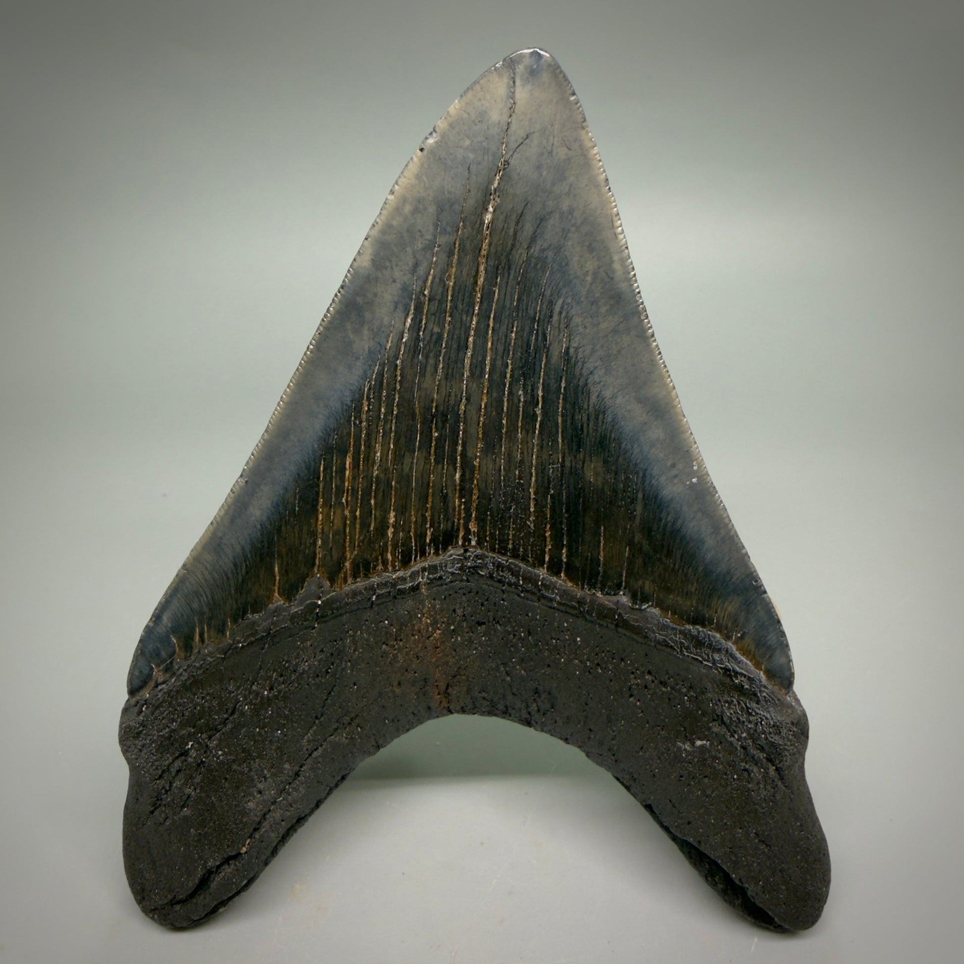Back View Large, dark colored Lower 5.41" Fossil Monster Megalodon Tooth - South Carolina, USA CM6275