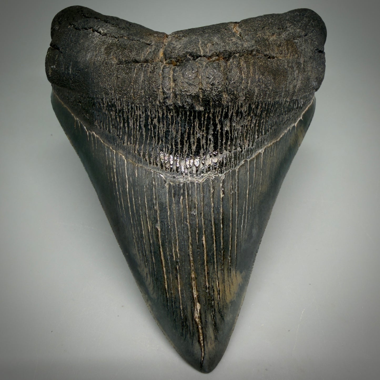 Front View Large, dark colored Lower 5.41" Fossil Monster Megalodon Tooth - South Carolina, USA CM6275 - 1
