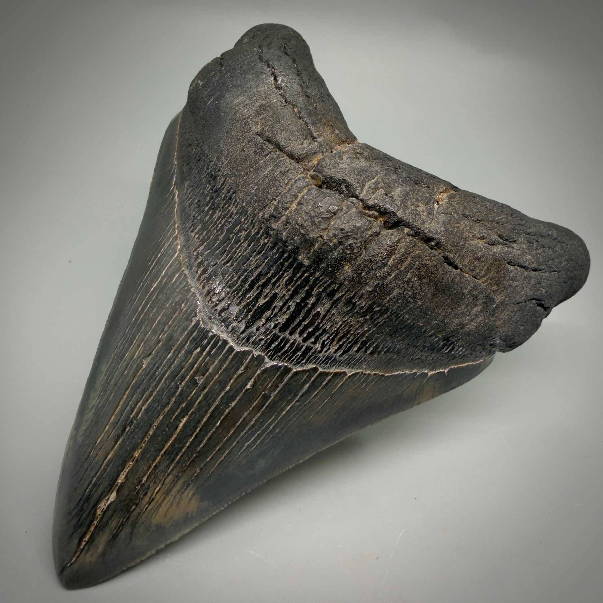Front Right View Large, dark colored Lower 5.41" Fossil Monster Megalodon Tooth - South Carolina, USA CM6275
