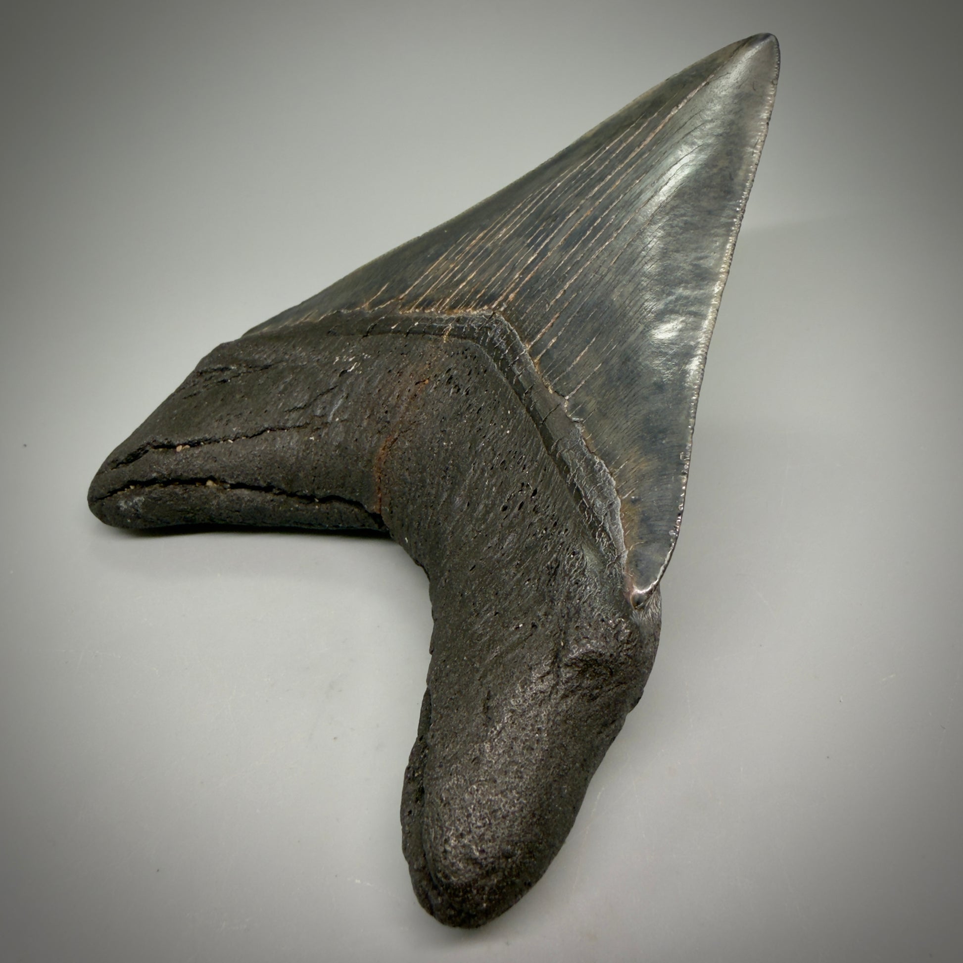 Sitting on it's root Large, dark colored Lower 5.41" Fossil Monster Megalodon Tooth - South Carolina, USA CM6275