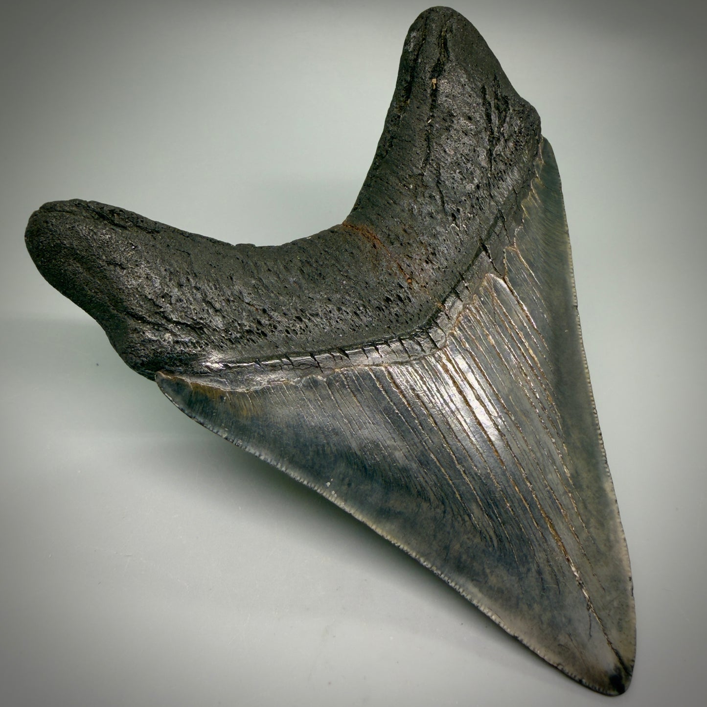 Back Left View Large, dark colored Lower 5.41" Fossil Monster Megalodon Tooth - South Carolina, USA CM6275
