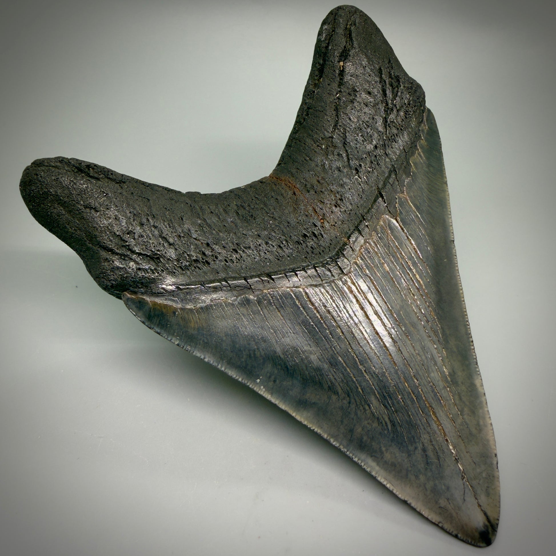 Back Left View Large, dark colored Lower 5.41" Fossil Monster Megalodon Tooth - South Carolina, USA CM6275