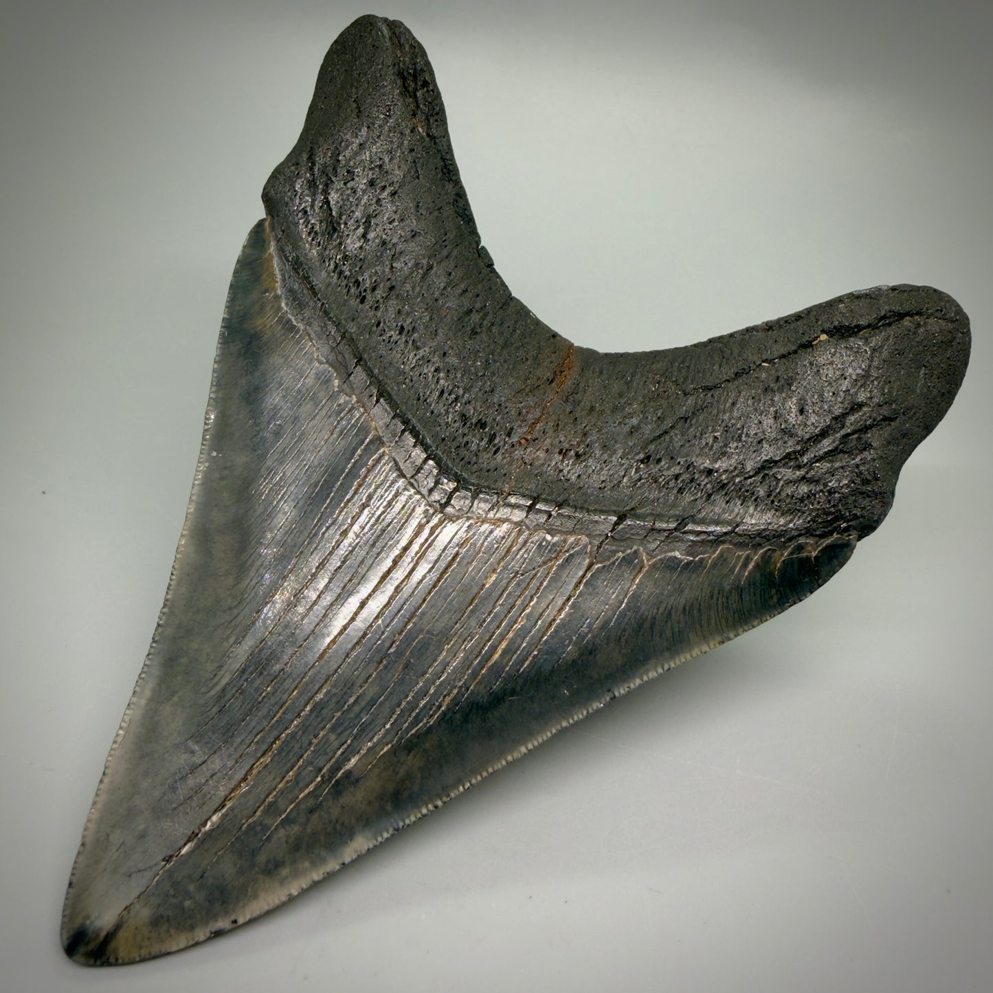 Back Right View Large, dark colored Lower 5.41" Fossil Monster Megalodon Tooth - South Carolina, USA CM6275