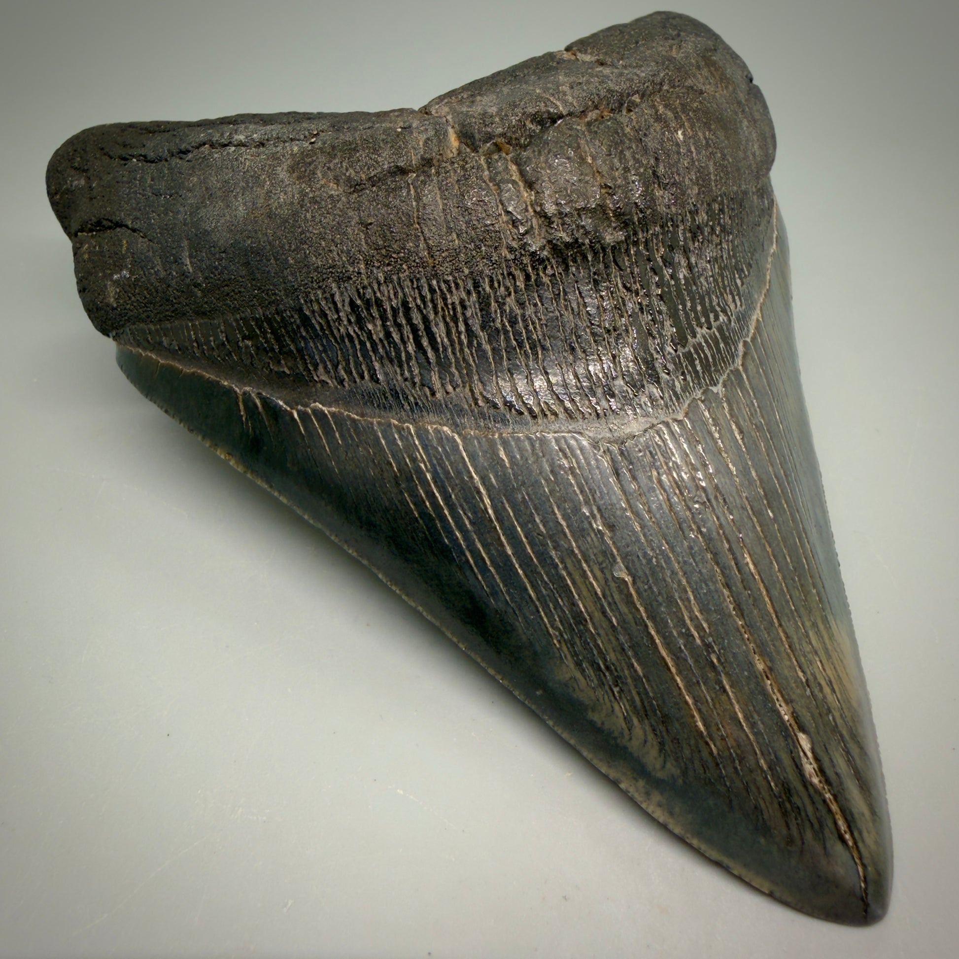 Front Left View Large, dark colored Lower 5.41" Fossil Monster Megalodon Tooth - South Carolina, USA CM6275