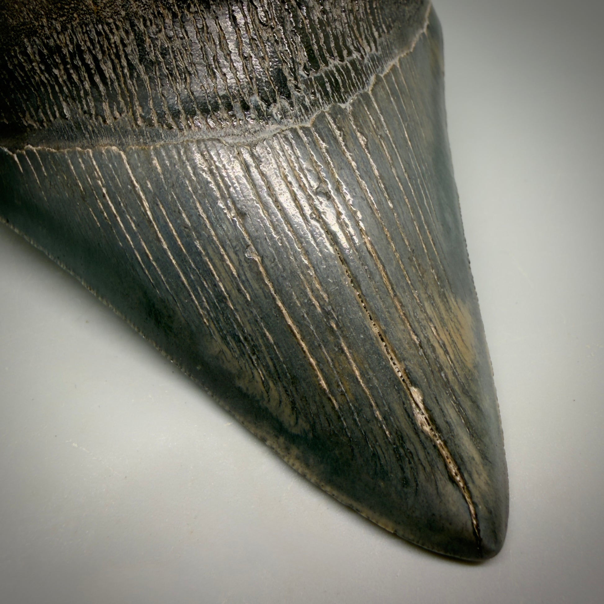 Front View Large, dark colored Lower 5.41" Fossil Monster Megalodon Tooth - South Carolina, USA CM6275 - 2