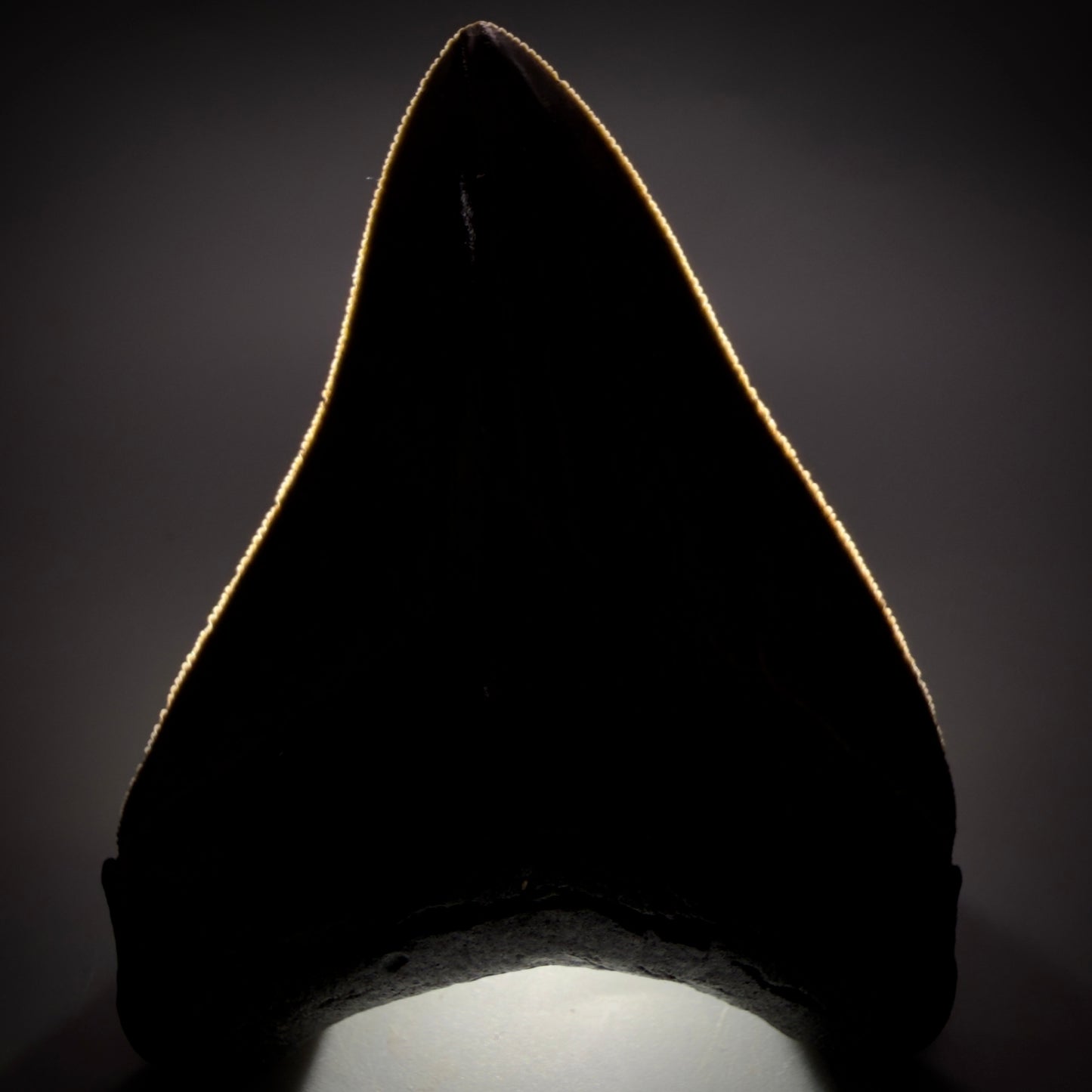 Front View Collector's Quality, colorful 3.87" Fossil Megalodon Shark Tooth from South Carolina CM6275 - 3