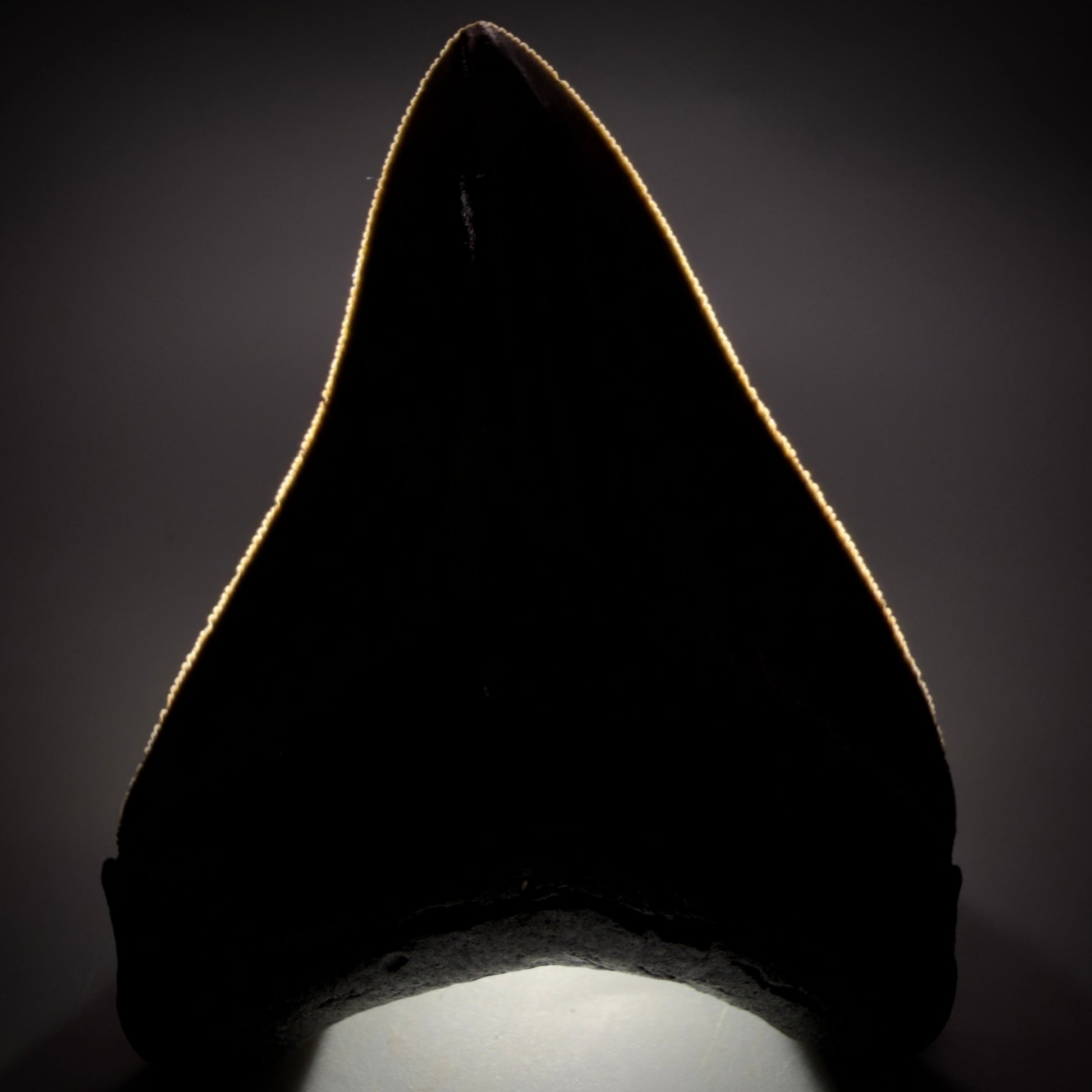 Front View Collector's Quality, colorful 3.87" Fossil Megalodon Shark Tooth from South Carolina CM6275 - 3