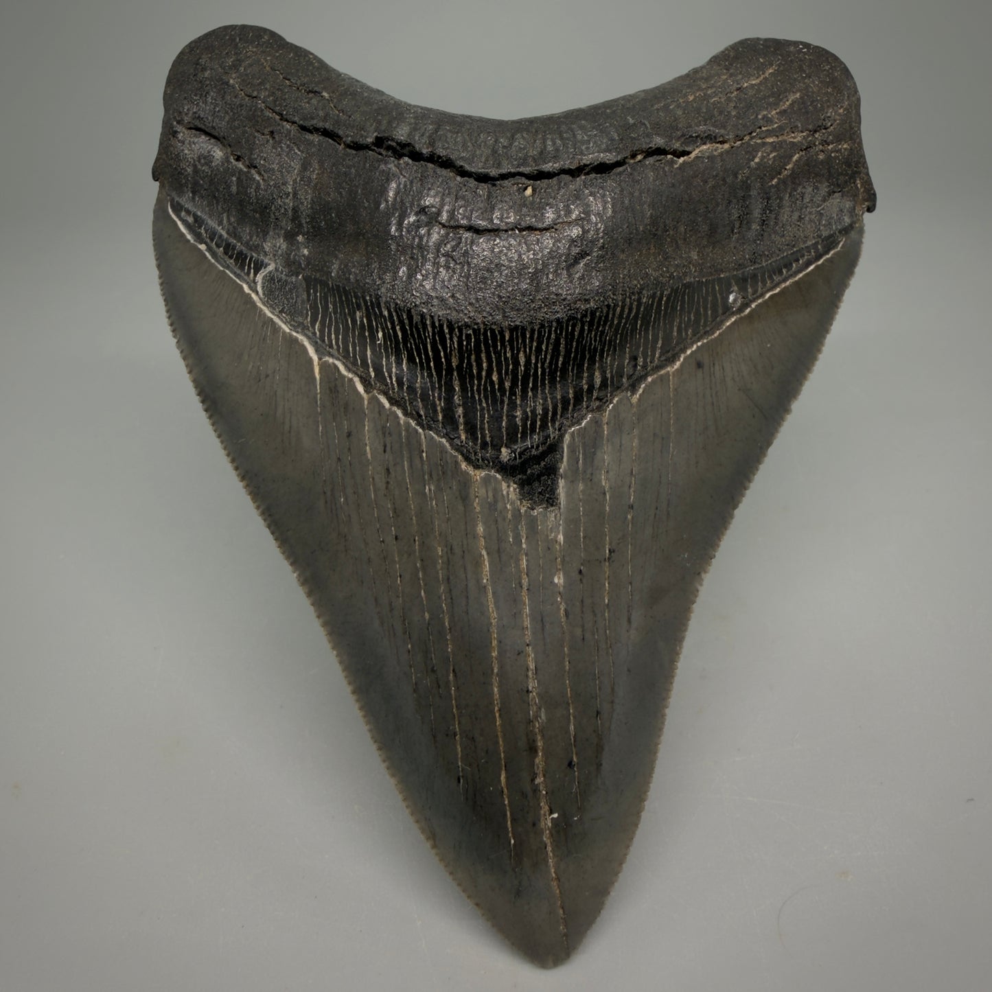 Front View Collector's Quality, colorful 3.87" Fossil Megalodon Shark Tooth from South Carolina CM6275 - 2