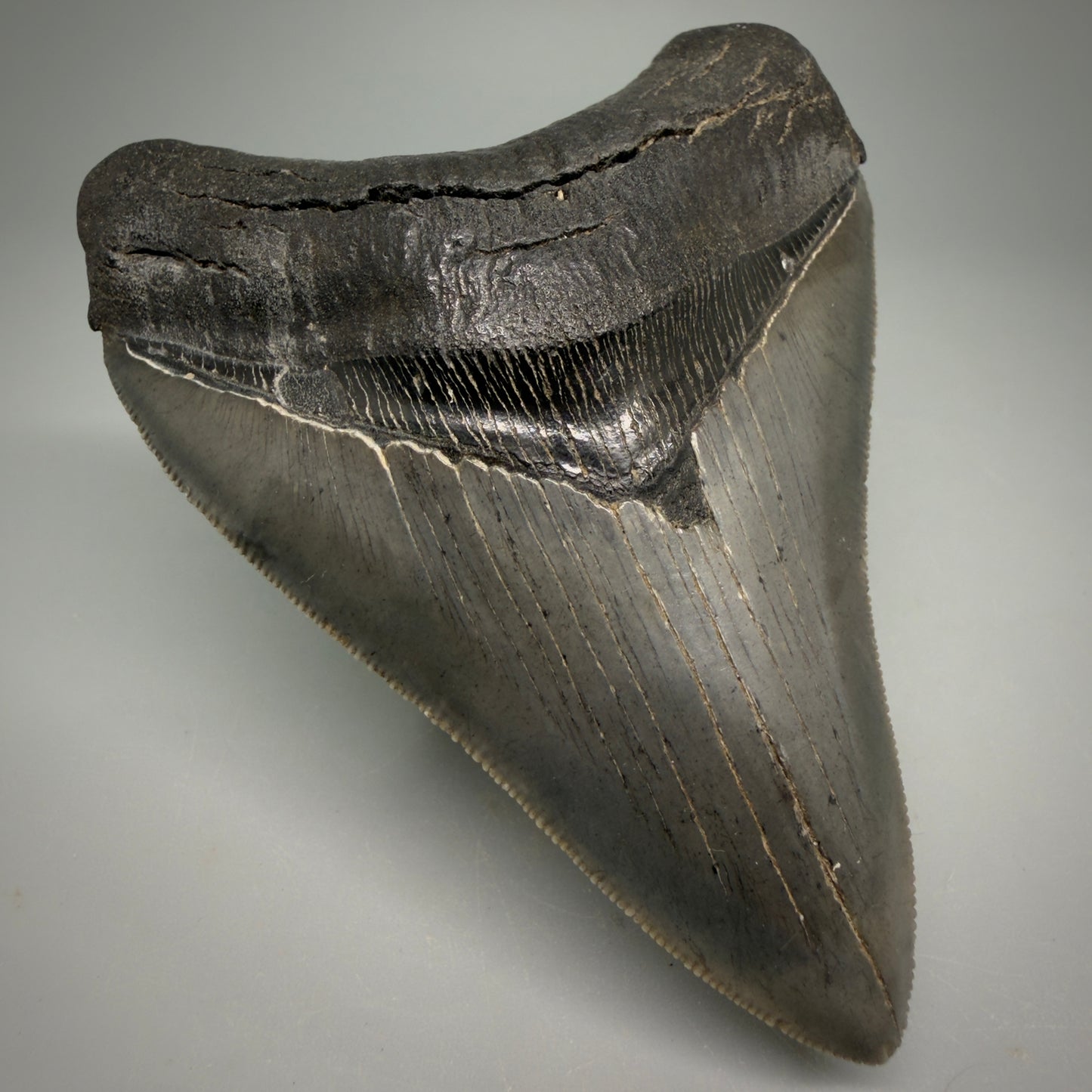 Front Left View Collector's Quality, colorful 3.87" Fossil Megalodon Shark Tooth from South Carolina CM6275