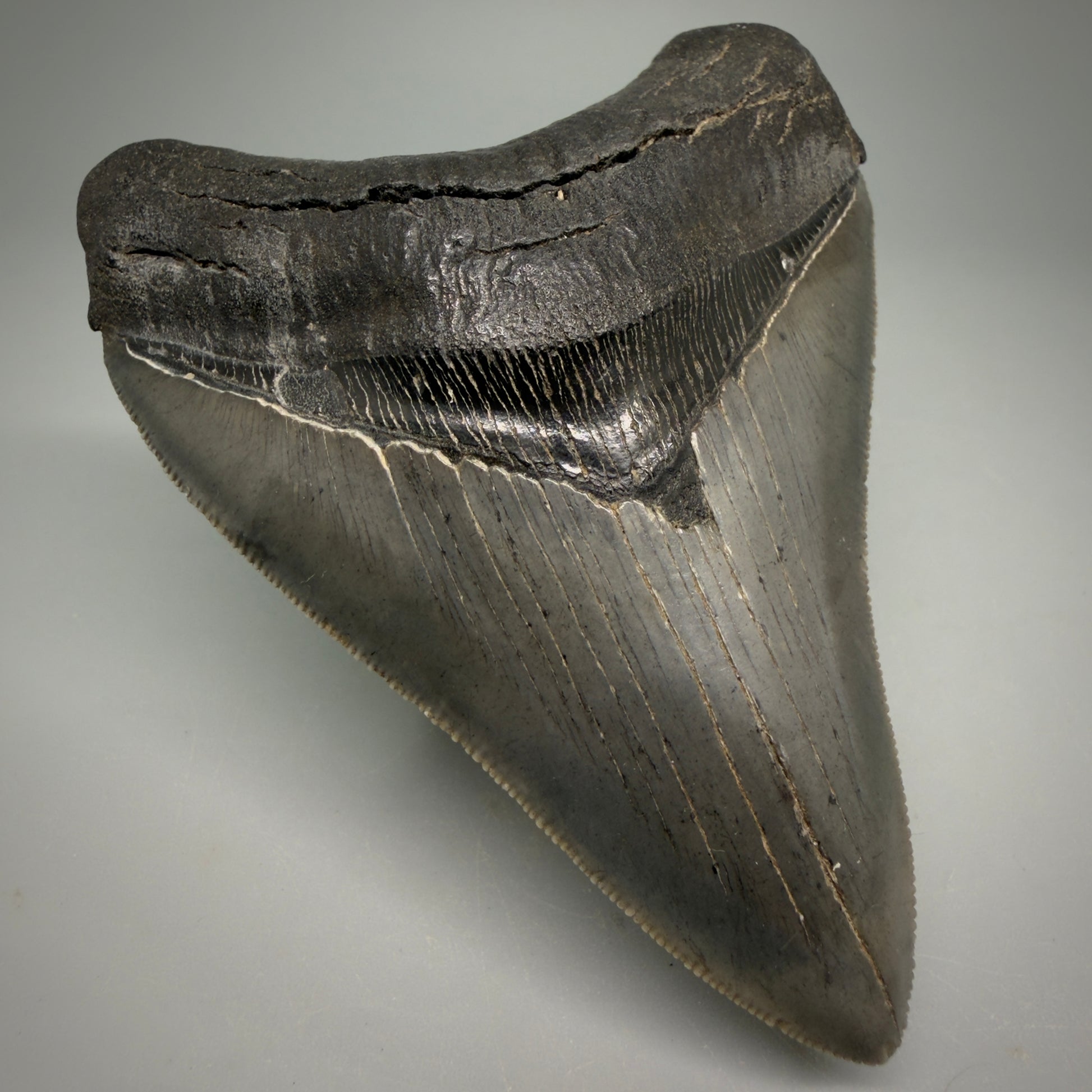 Front Left View Collector's Quality, colorful 3.87" Fossil Megalodon Shark Tooth from South Carolina CM6275