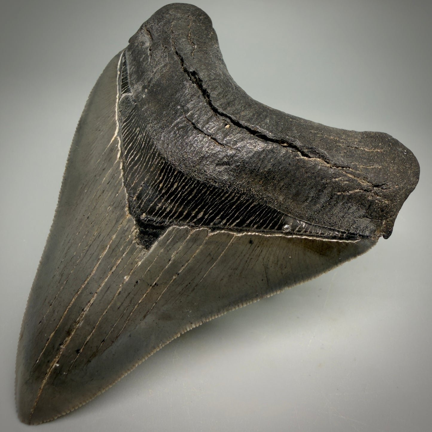 Front Right View Collector's Quality, colorful 3.87" Fossil Megalodon Shark Tooth from South Carolina CM6275