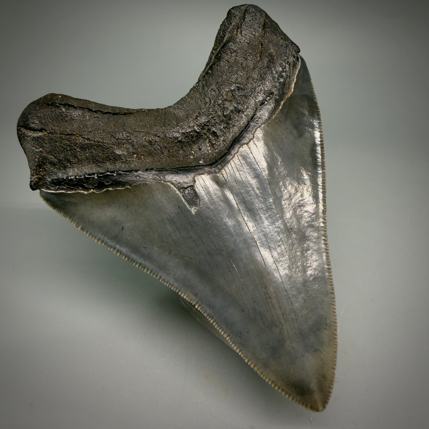 Back Left  View Collector's Quality, colorful 3.87" Fossil Megalodon Shark Tooth from South Carolina CM6275