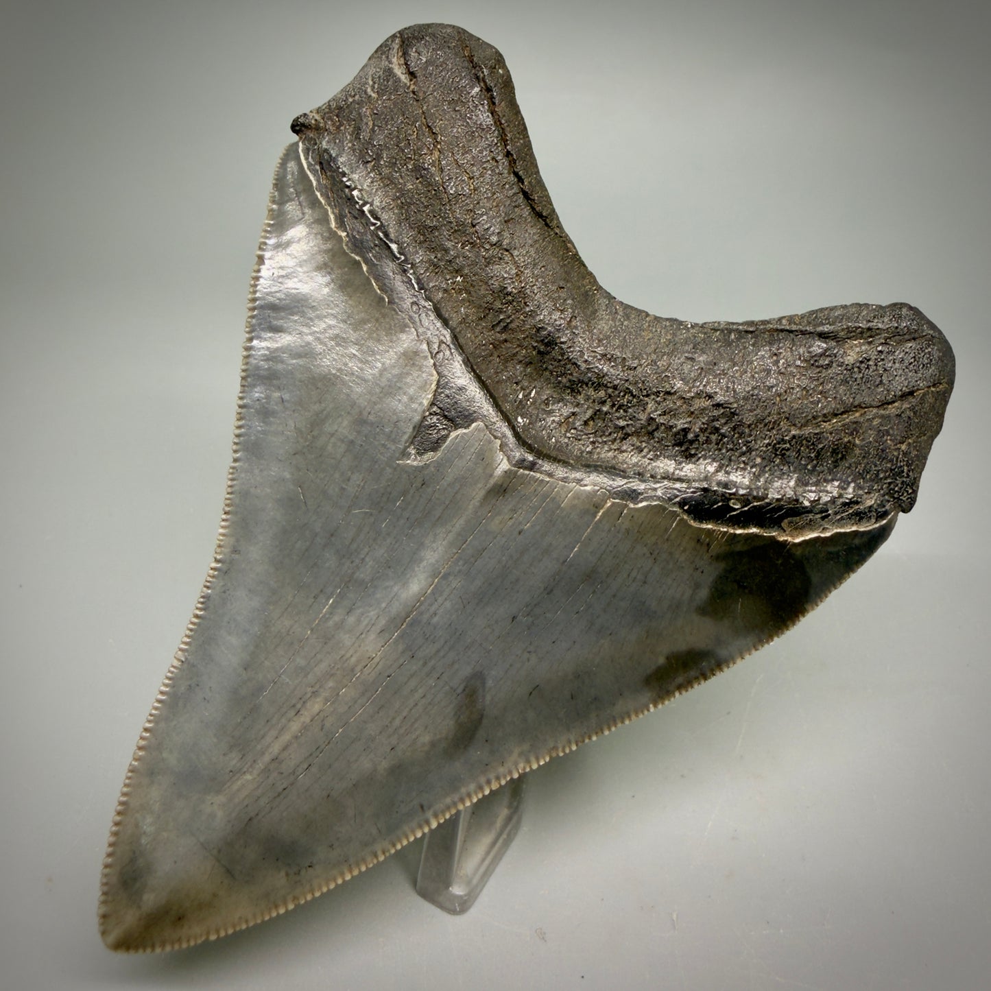 Back Right View Collector's Quality, colorful 3.87" Fossil Megalodon Shark Tooth from South Carolina CM6275