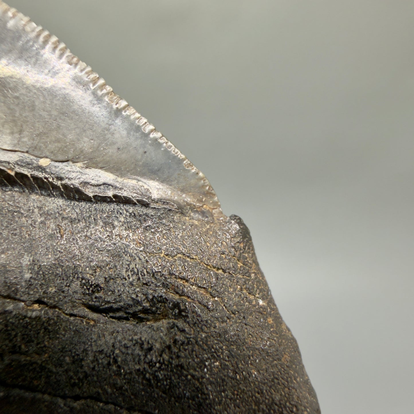 Collector's Quality, colorful 3.87" Fossil Megalodon Shark Tooth from South Carolina
