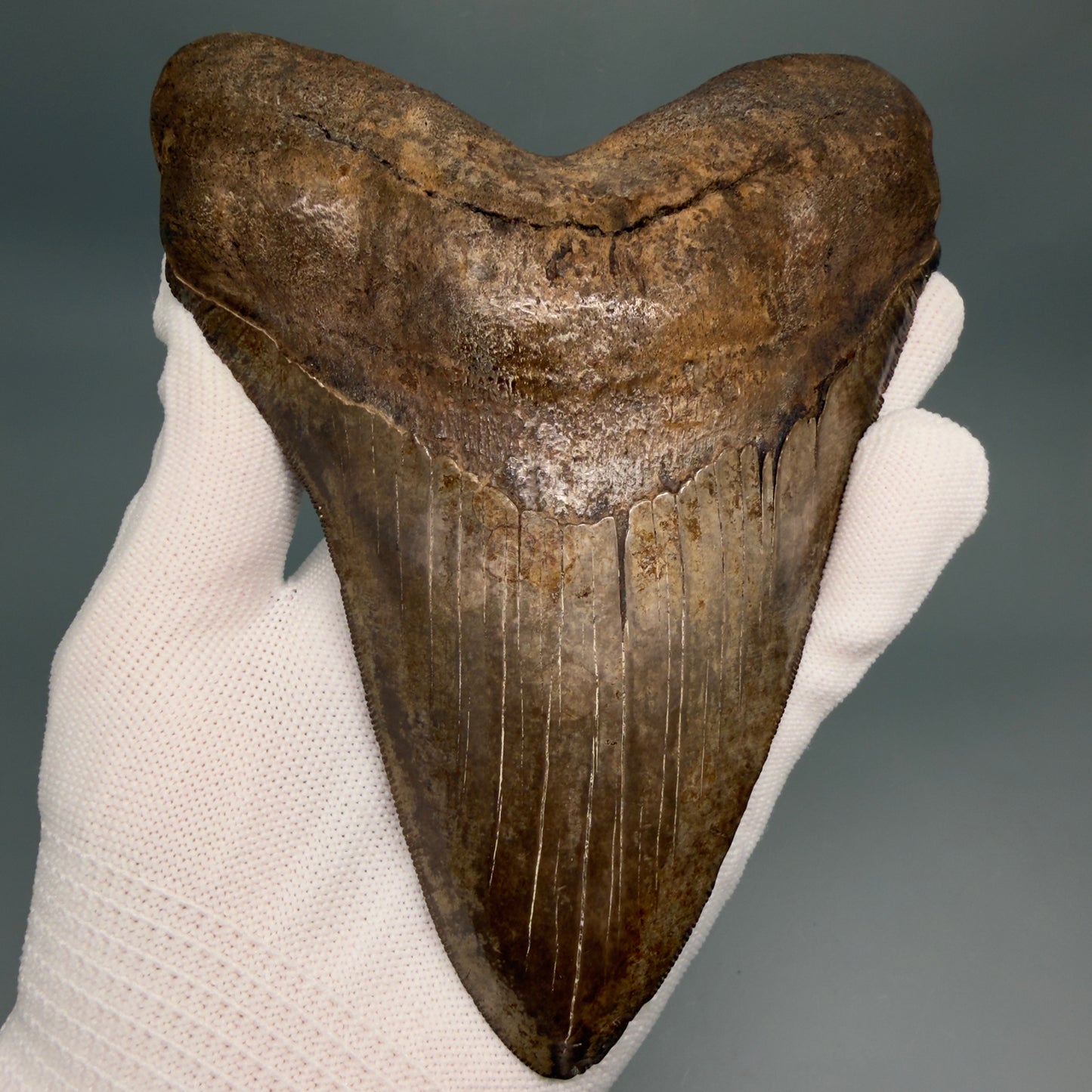 Front View Exquisite, Collector's Quality, large 5.87" Megalodon Tooth from the Saint Mary's River, GA CM6274 - 2