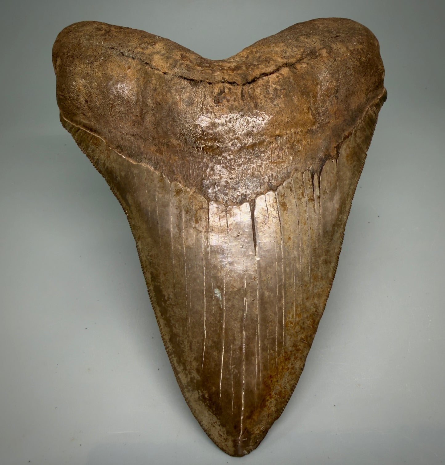 Front View Exquisite, Collector's Quality, large 5.87" Megalodon Tooth from the Saint Mary's River, GA CM6274 - 1