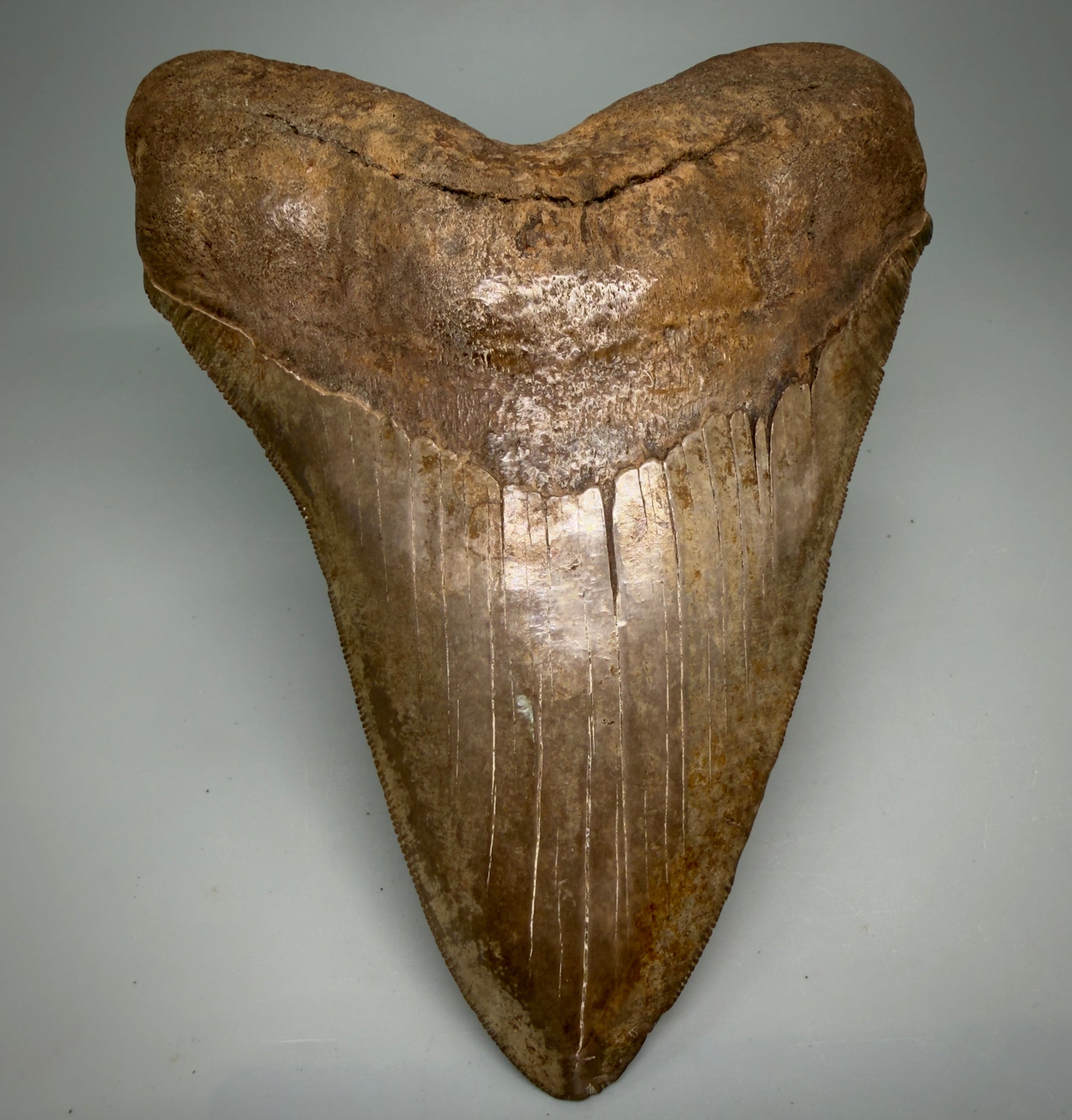 Front View Exquisite, Collector's Quality, large 5.87" Megalodon Tooth from the Saint Mary's River, GA CM6274 - 1