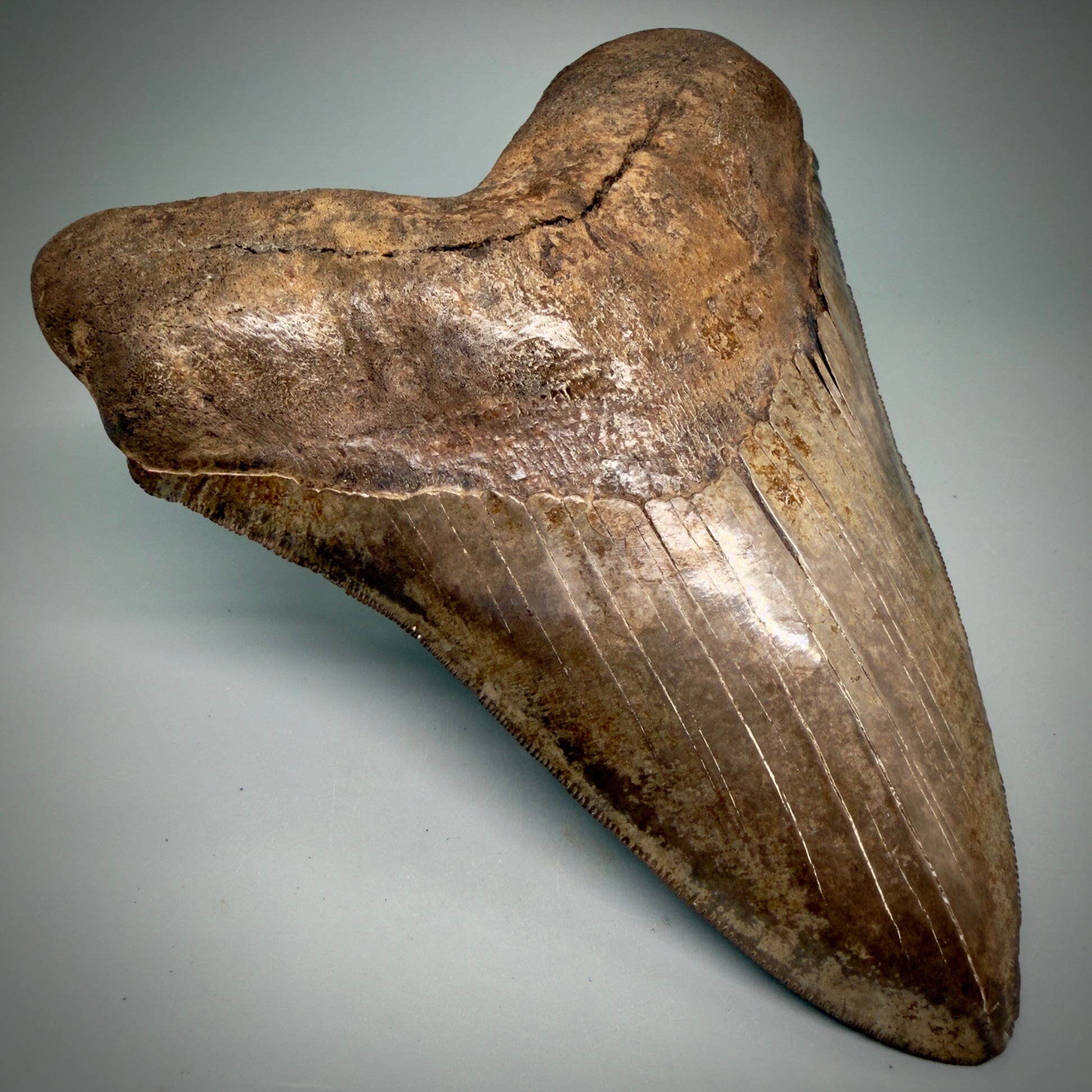 Front Left View Exquisite, Collector's Quality, large 5.87" Megalodon Tooth from the Saint Mary's River, GA CM6274