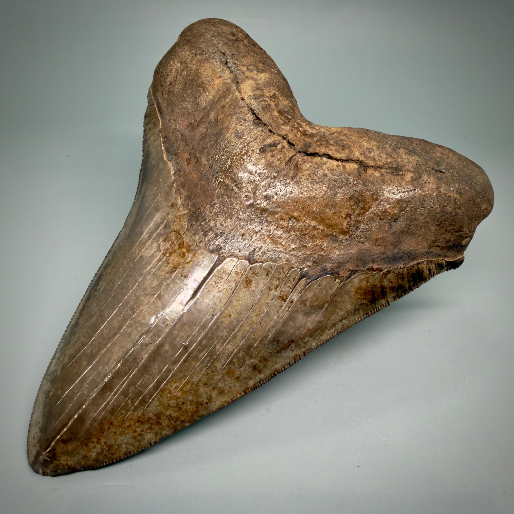 Front Right View Exquisite, Collector's Quality, large 5.87" Megalodon Tooth from the Saint Mary's River, GA CM6274