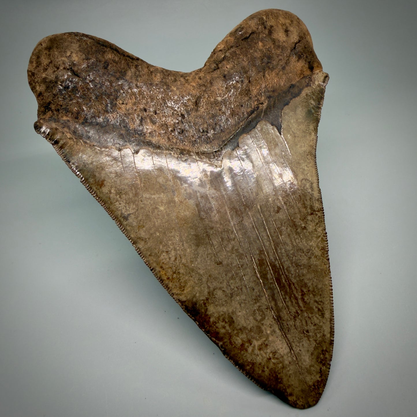 Back Left  View Exquisite, Collector's Quality, large 5.87" Megalodon Tooth from the Saint Mary's River, GA CM6274