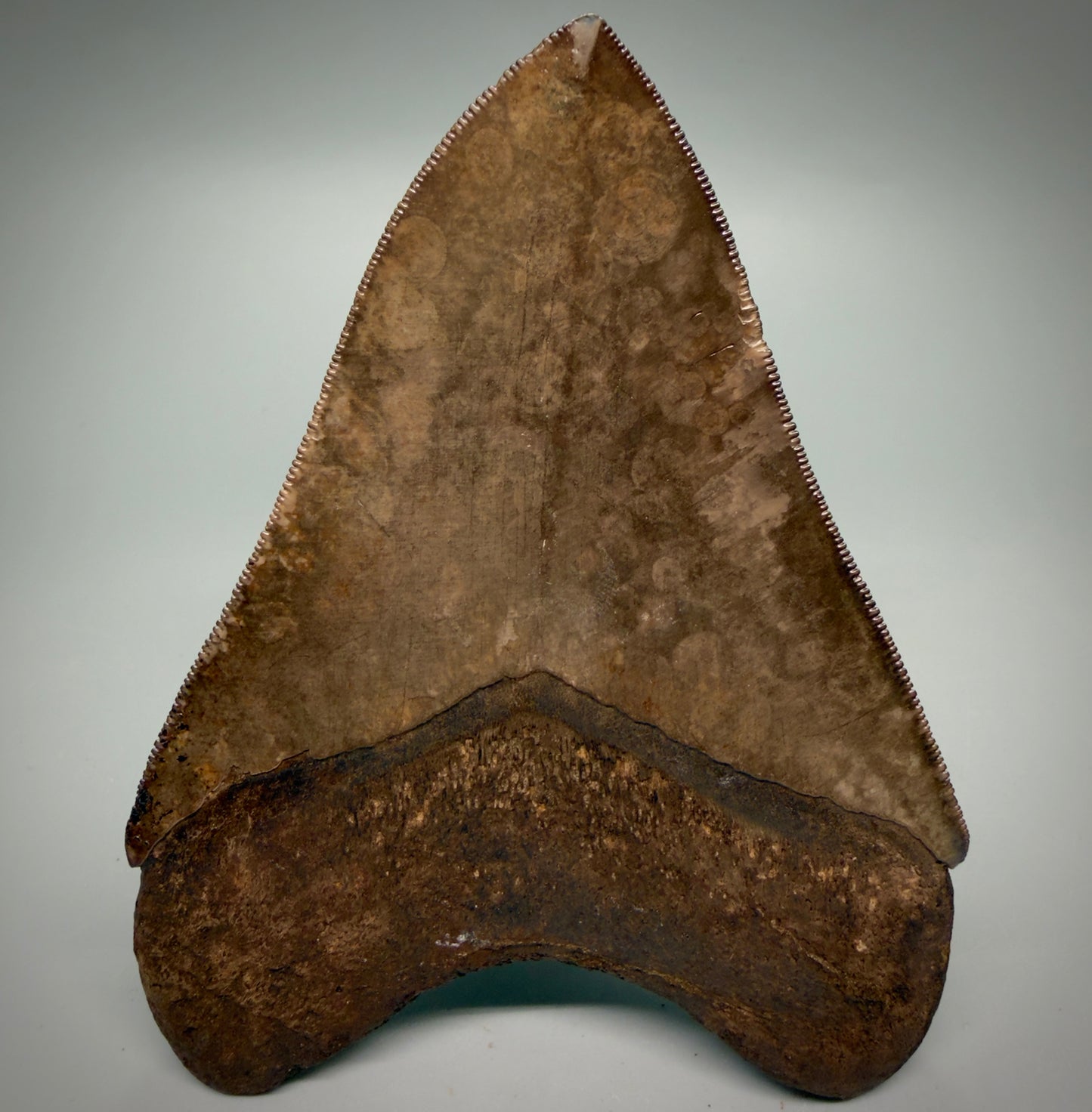 Back View Exquisite, Collector's Quality 4.63" Megalodon Tooth from the Saint Mary's River, GA CM6272 - 1