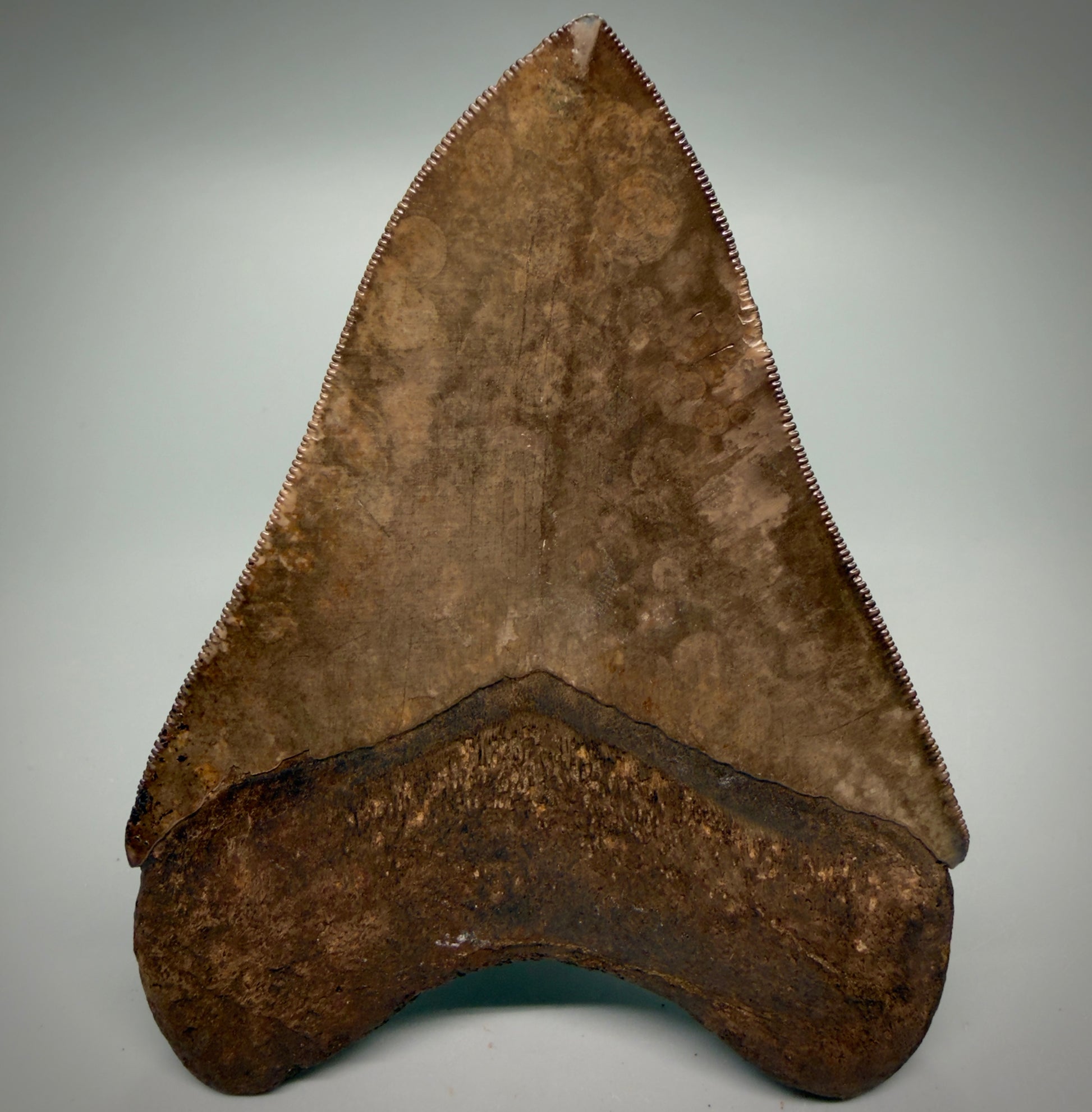 Back View Exquisite, Collector's Quality 4.63" Megalodon Tooth from the Saint Mary's River, GA CM6272 - 1