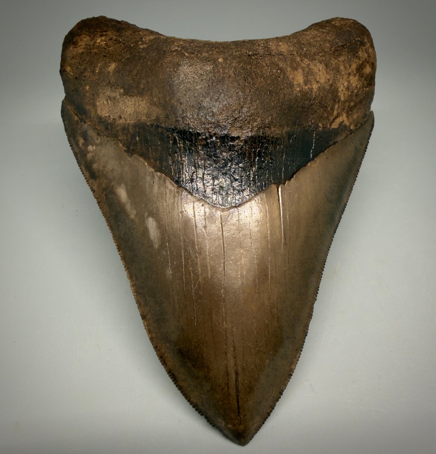 Front View Exquisite, Collector's Quality 4.63" Megalodon Tooth from the Saint Mary's River, GA CM6272 - 1