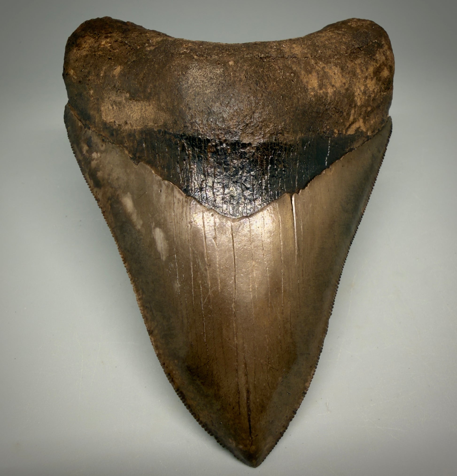 Front View Exquisite, Collector's Quality 4.63" Megalodon Tooth from the Saint Mary's River, GA CM6272 - 1