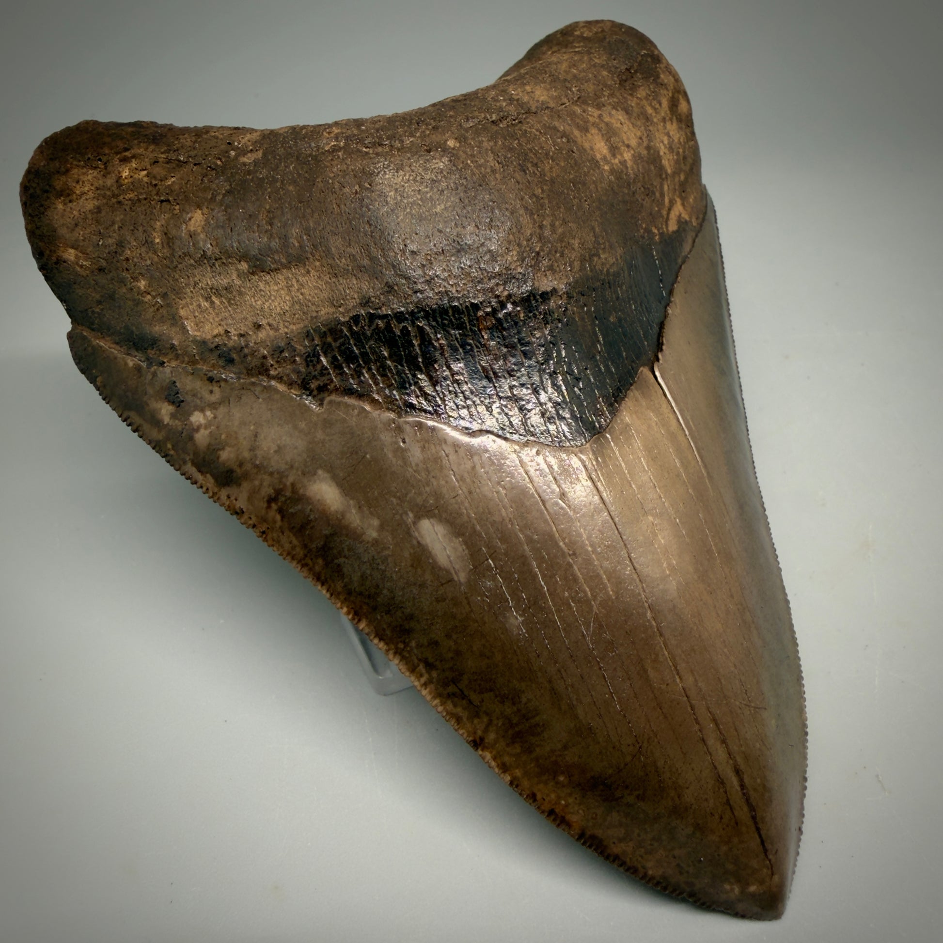 Front Left View Exquisite, Collector's Quality 4.63" Megalodon Tooth from the Saint Mary's River, GA CM6272 