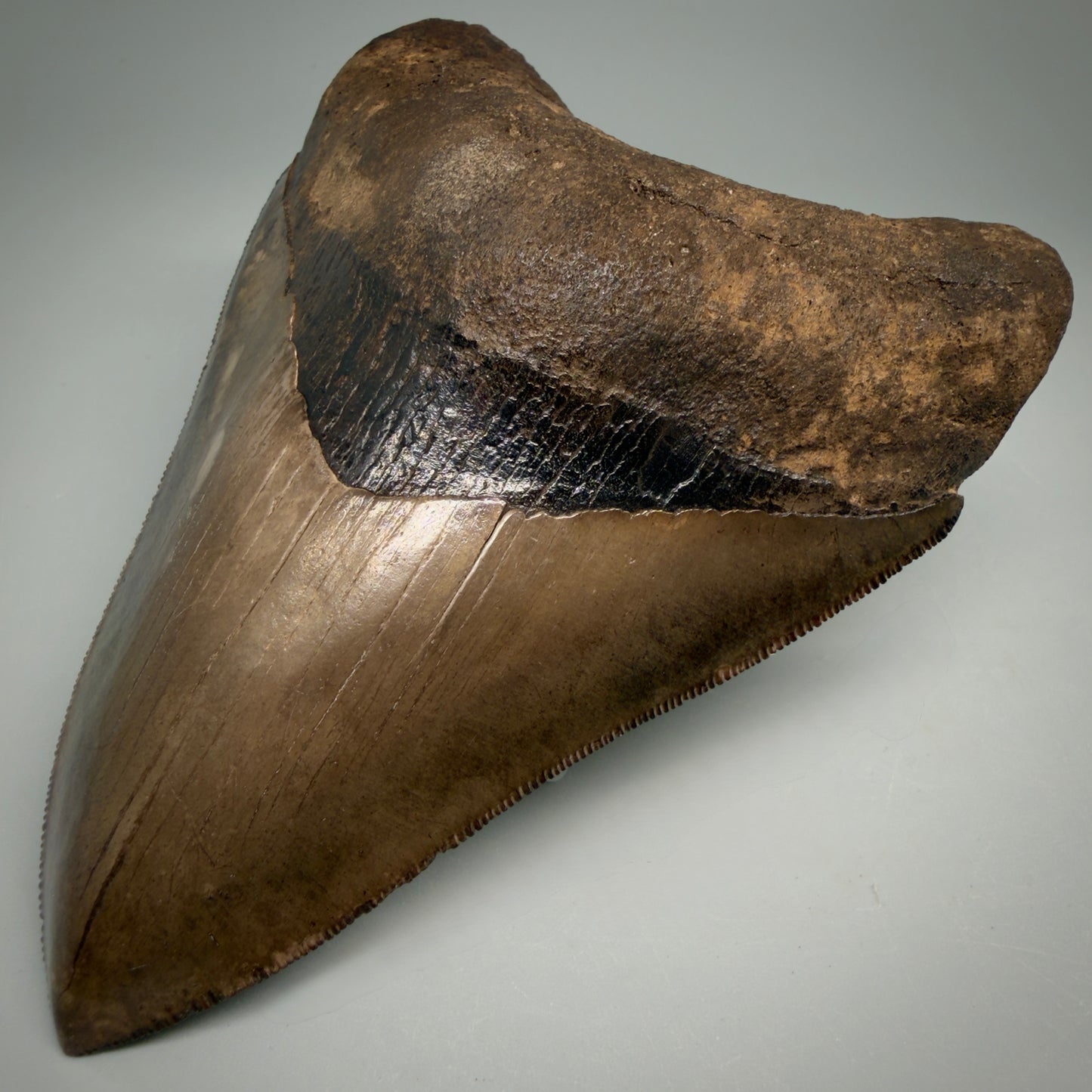 Front Right View Exquisite, Collector's Quality 4.63" Megalodon Tooth from the Saint Mary's River, GA CM6272 
