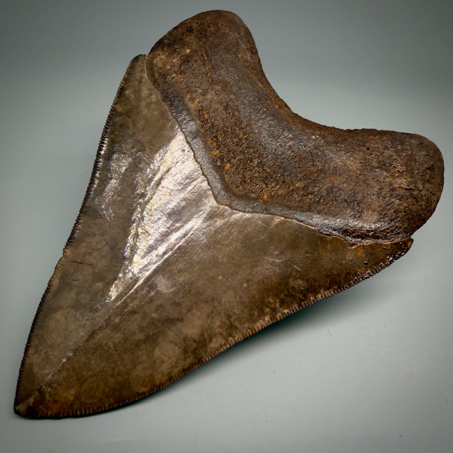 Back Right View Exquisite, Collector's Quality 4.63" Megalodon Tooth from the Saint Mary's River, GA CM6272 