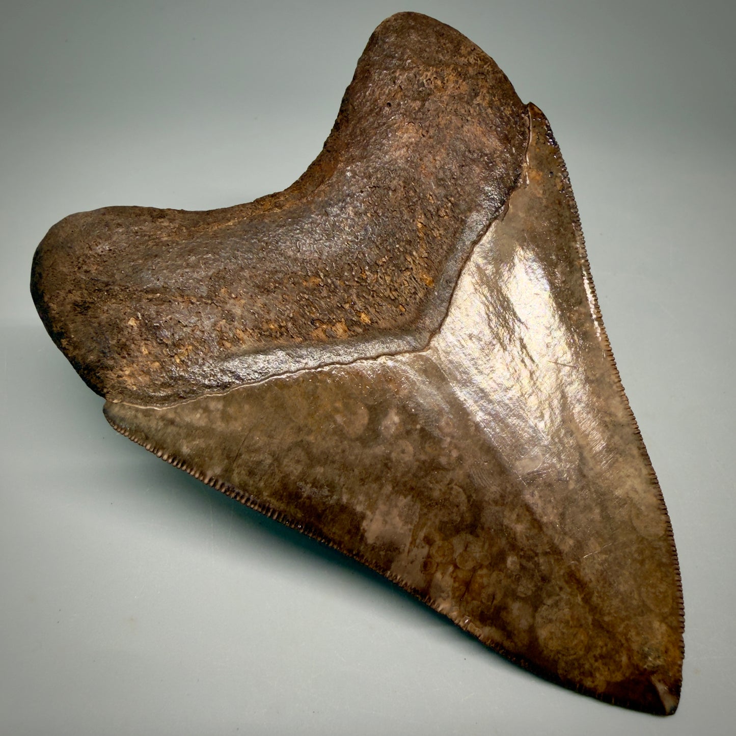 Back Left View Exquisite, Collector's Quality 4.63" Megalodon Tooth from the Saint Mary's River, GA CM6272 
