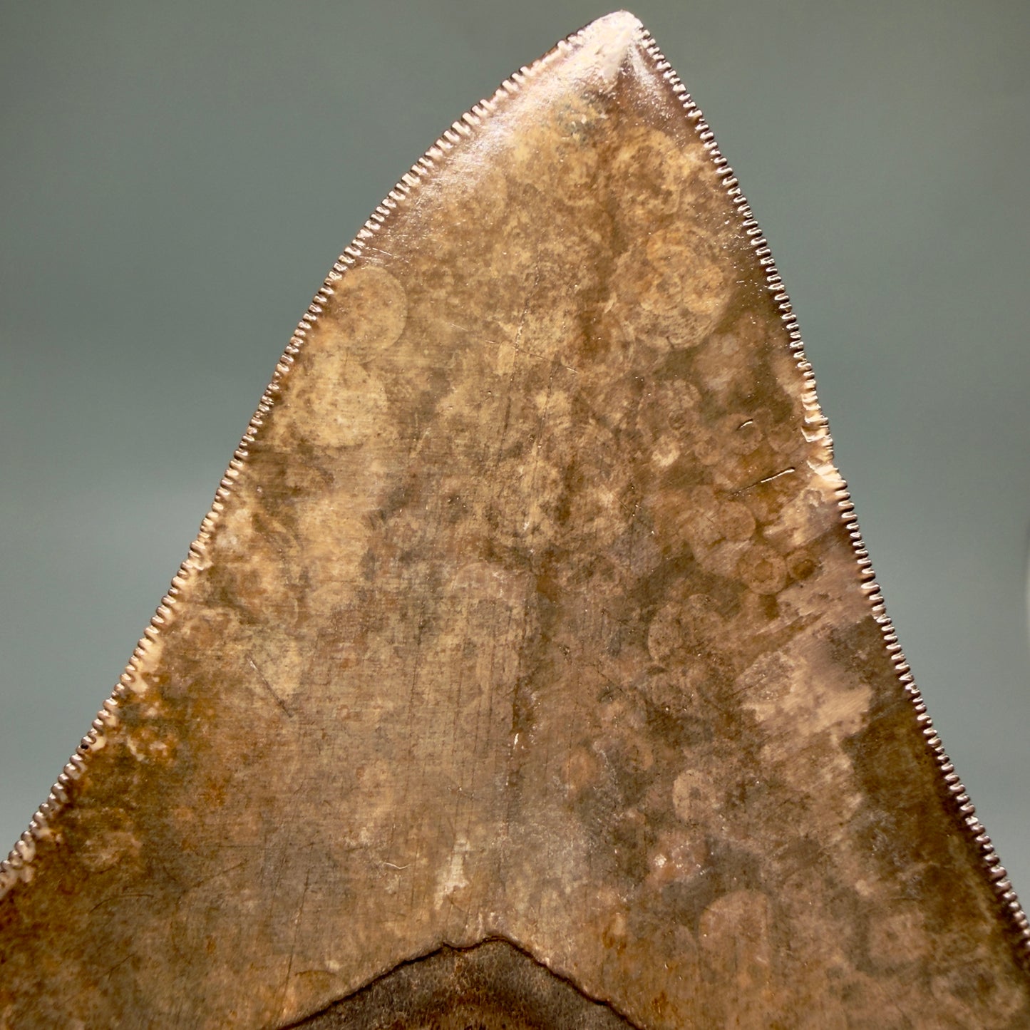 Back View Exquisite, Collector's Quality 4.63" Megalodon Tooth from the Saint Mary's River, GA CM6272 