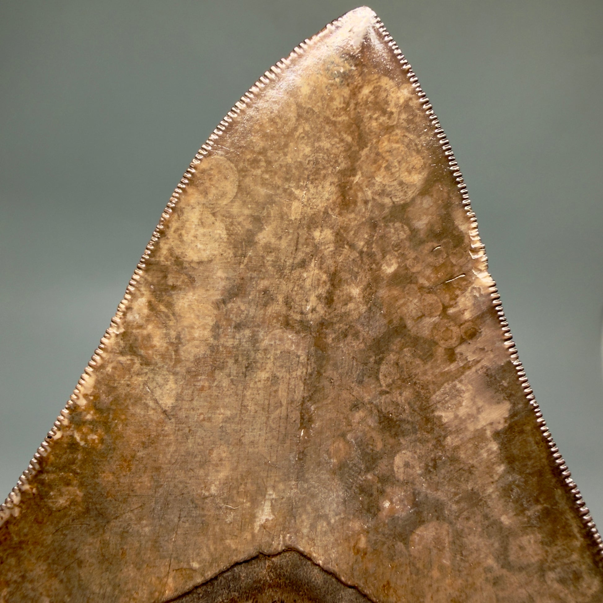 Back View Exquisite, Collector's Quality 4.63" Megalodon Tooth from the Saint Mary's River, GA CM6272 