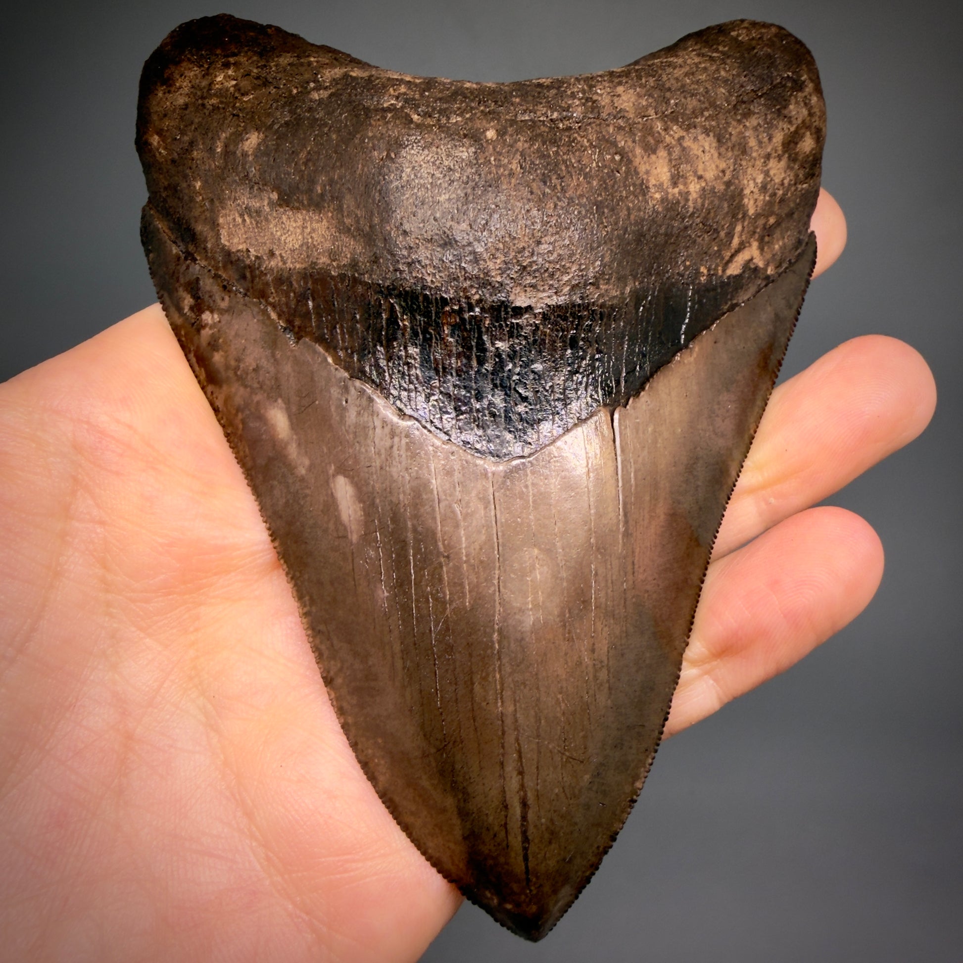 Front View Exquisite, Collector's Quality 4.63" Megalodon Tooth from the Saint Mary's River, GA CM6272 - 2