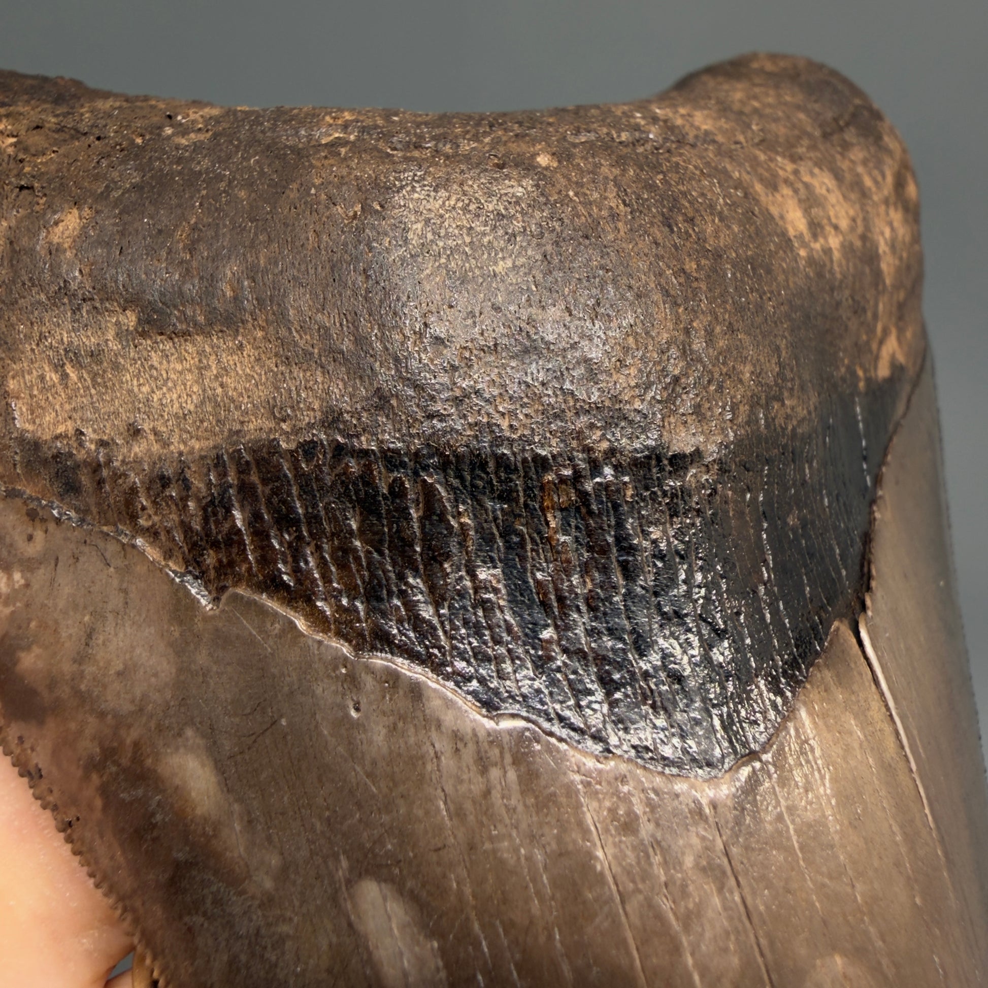 Bourlette detail Exquisite, Collector's Quality 4.63" Megalodon Tooth from the Saint Mary's River, GA CM6272 