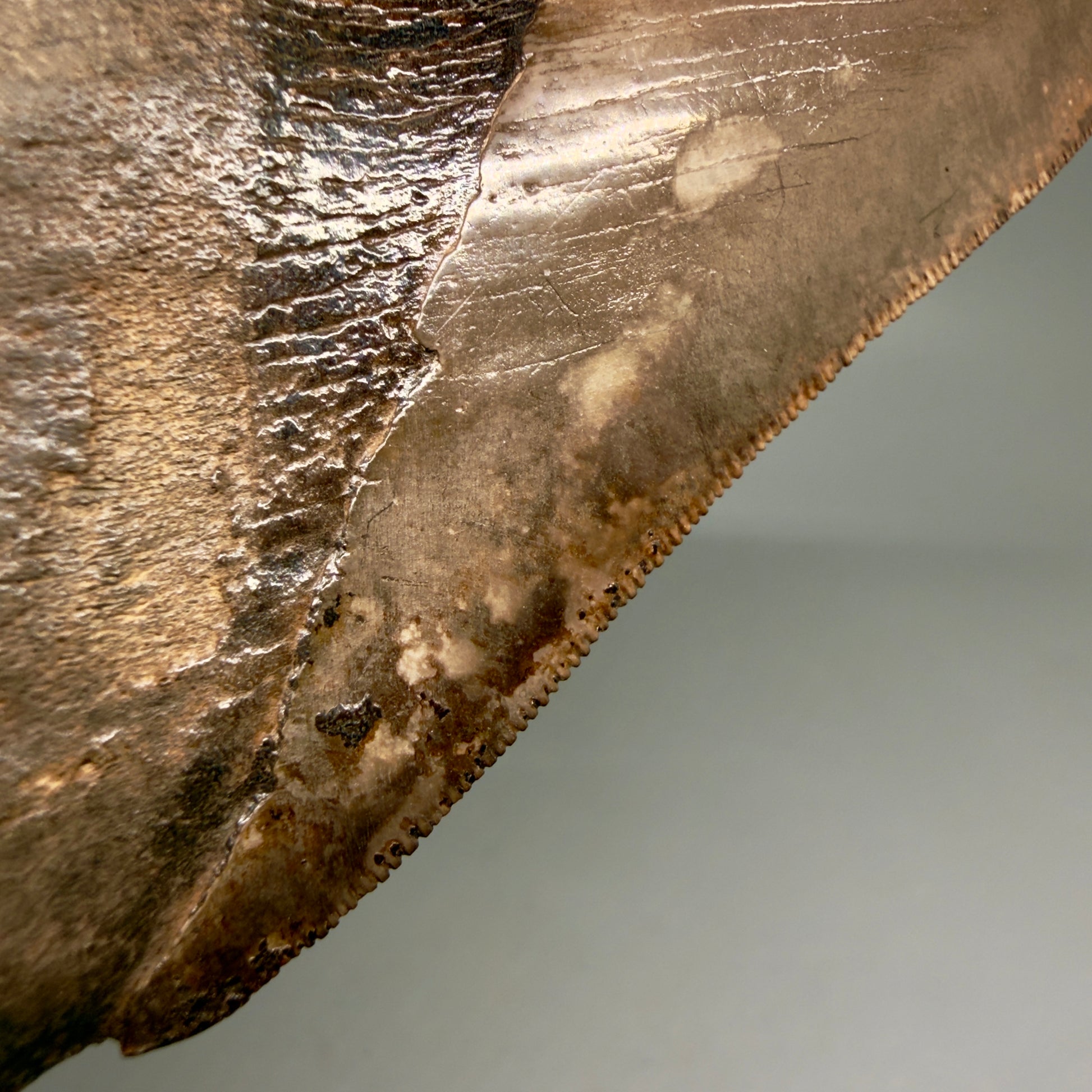 Front Left View Exquisite, Collector's Quality 4.63" Megalodon Tooth from the Saint Mary's River, GA CM6272 - 1