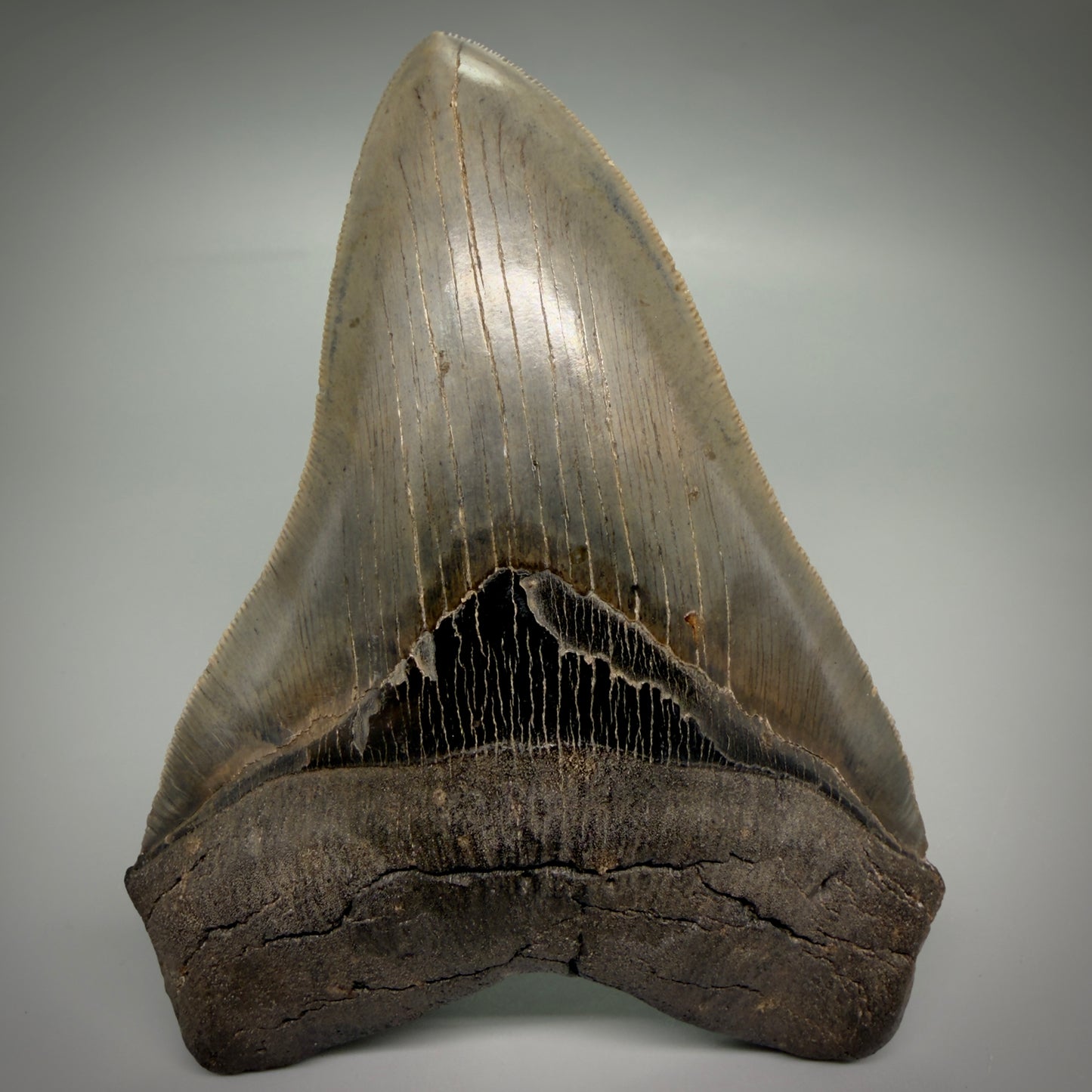 Front View Rare Collector Quality Large 5.37" Fossil Megalodon Shark Tooth - Georgia CM6273 - 1
